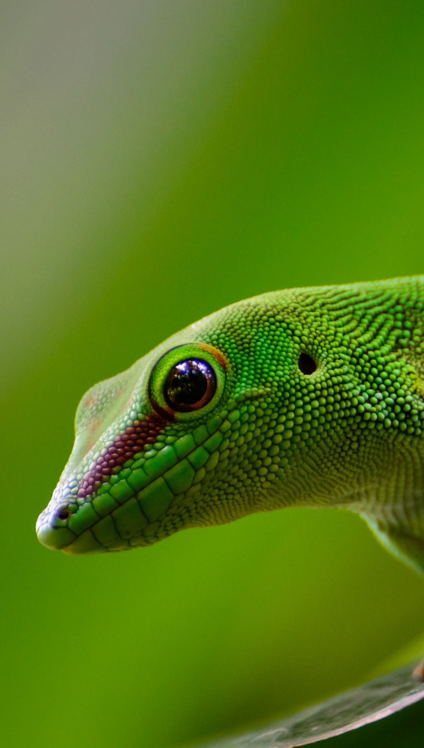Gecko in leaf Wallpaper 4k for iPhone and Mobile Phone
