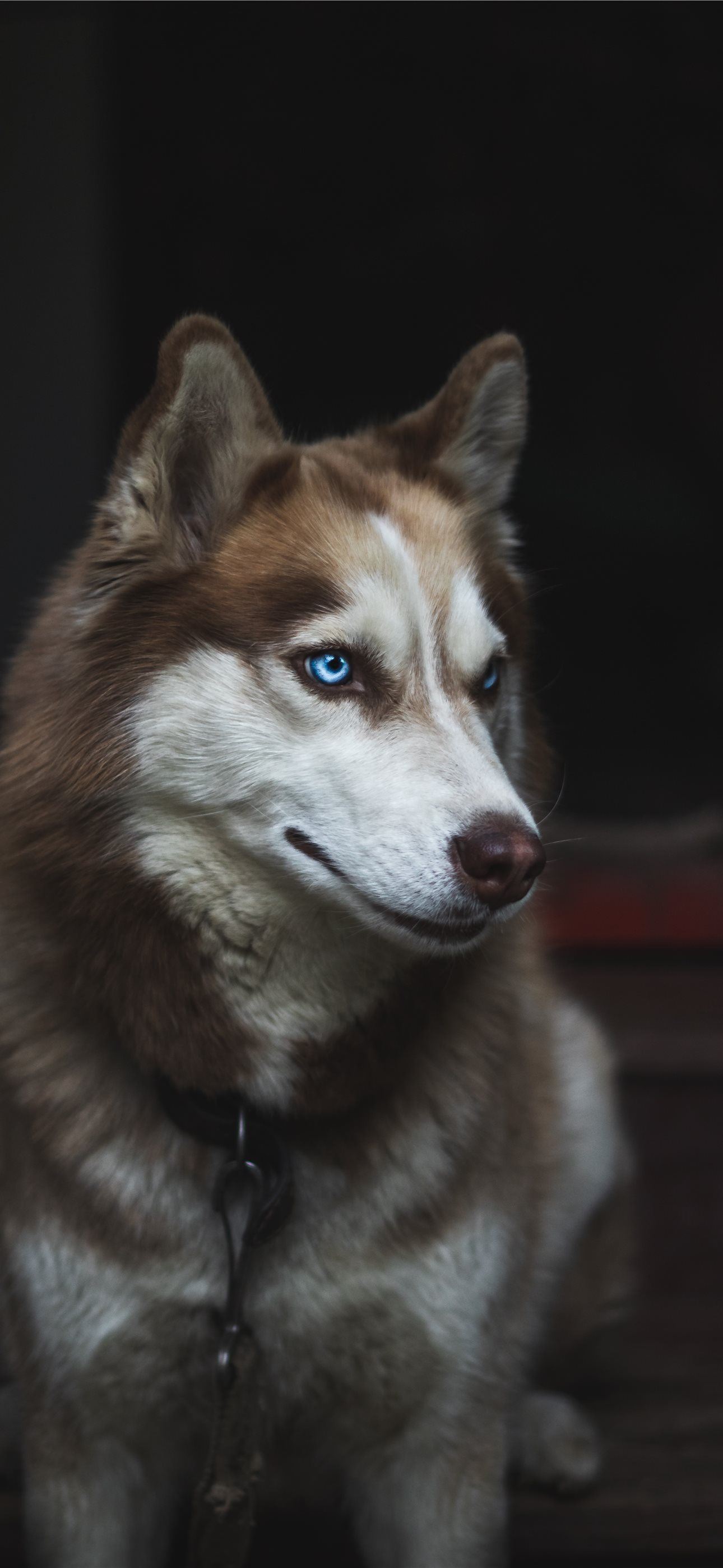 Best Dog iPhone HD Wallpaper