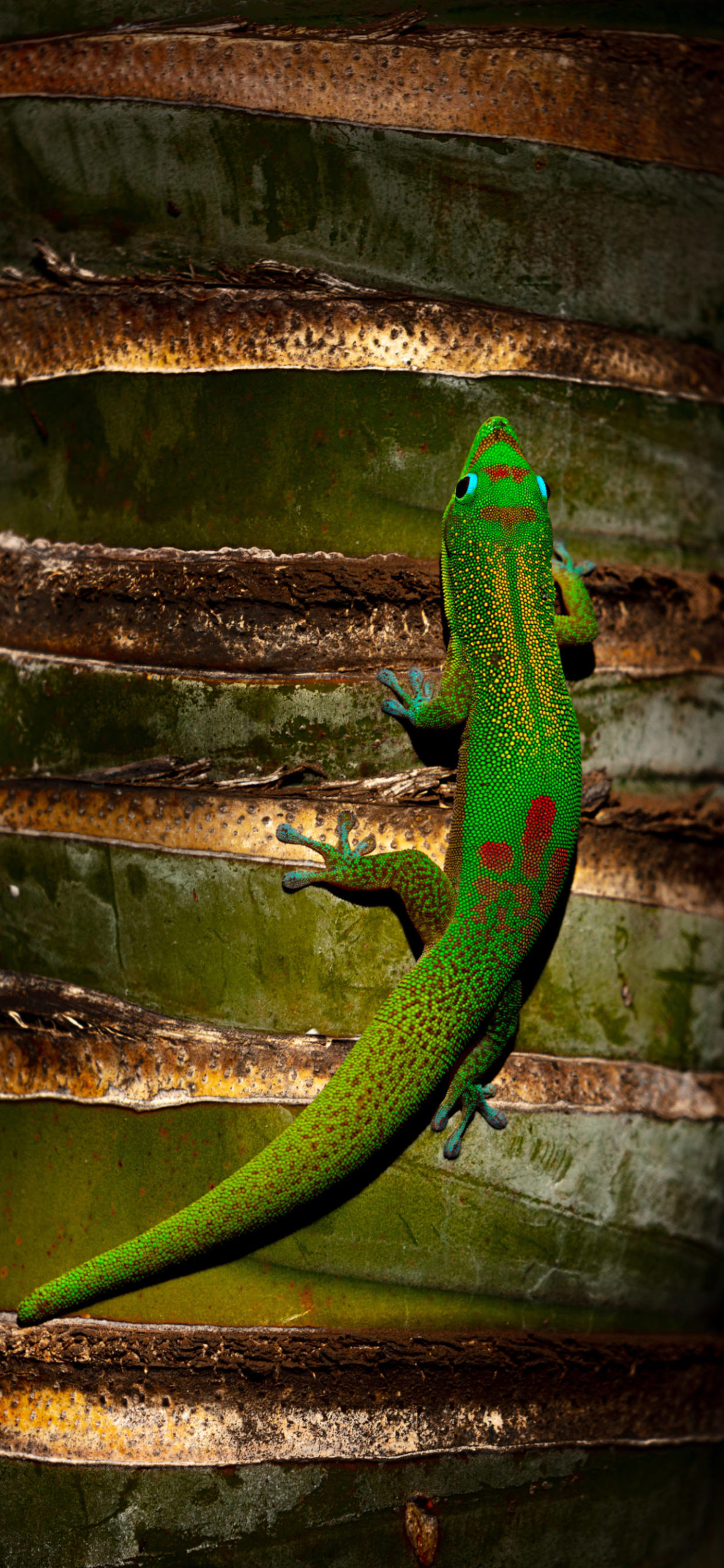 Gecko Wallpaper for iPhone 11, Pro Max, X, 8, 7, 6