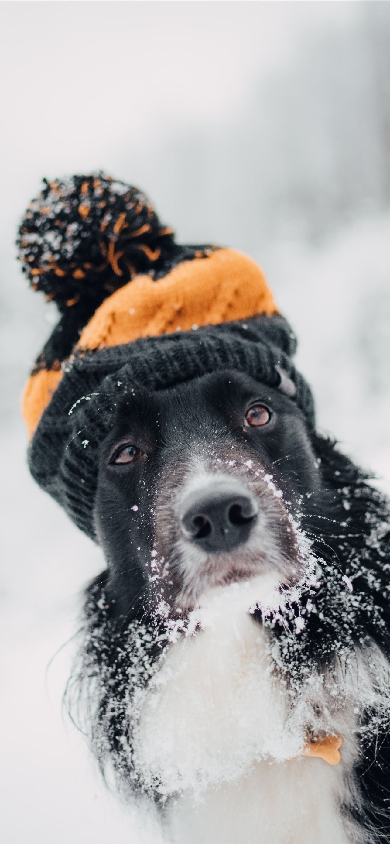 adult short coated dog sitting snow while wearing. iPhone Wallpaper Free Download