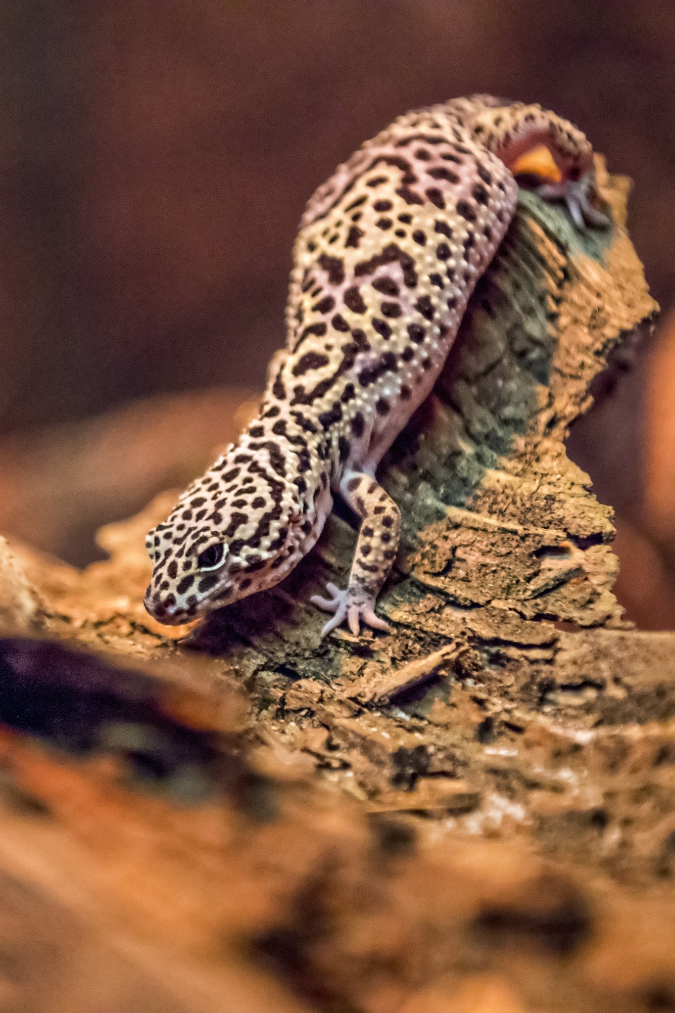 Little Rays Nature Centre #FactFriday! This week's fact is brought to you by this fetching Leopard gecko (E. macularius). Did you know that Leopard geckos store fat in their