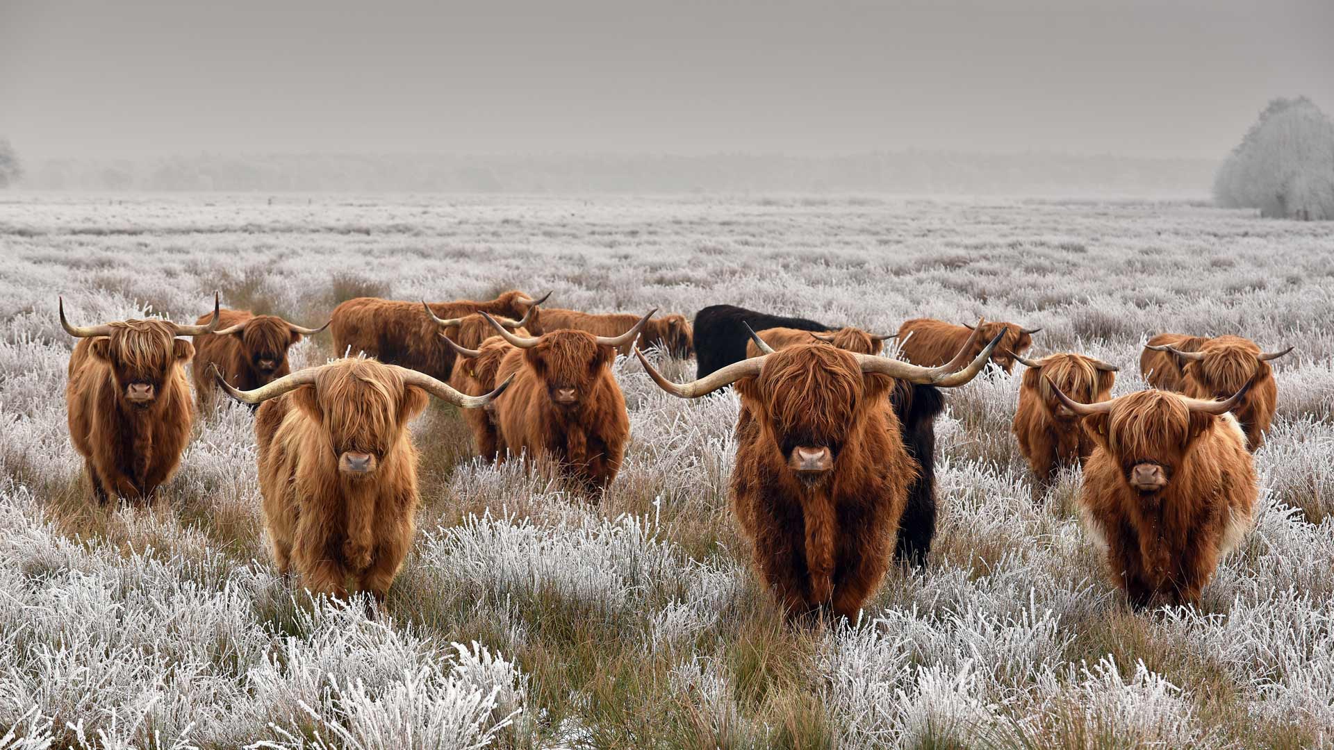 Wallpaper frost, field, horns, the herd, Scottish cow, highland for mobile and desktop, section животные, resolution 1920x1080