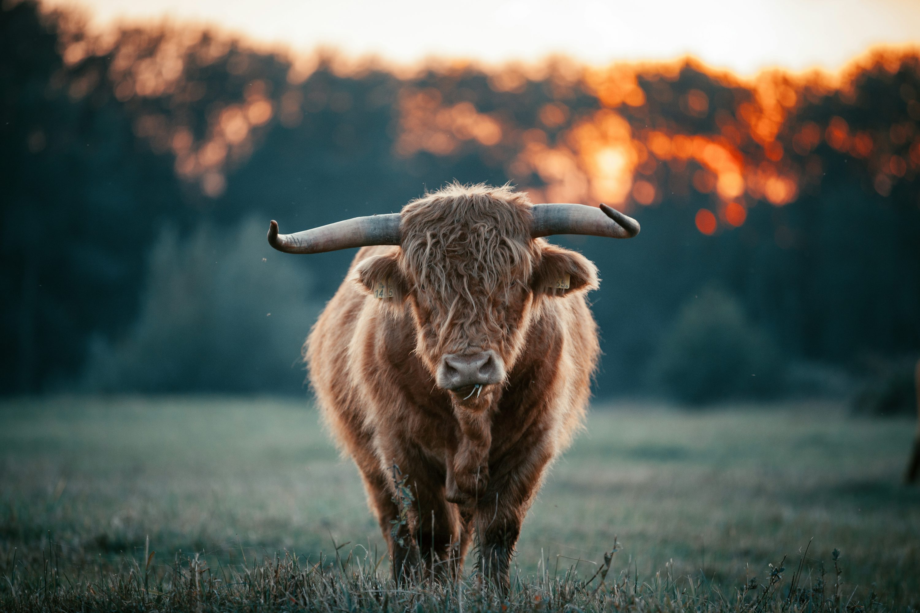 Brown yak on green grass field during daytime photo