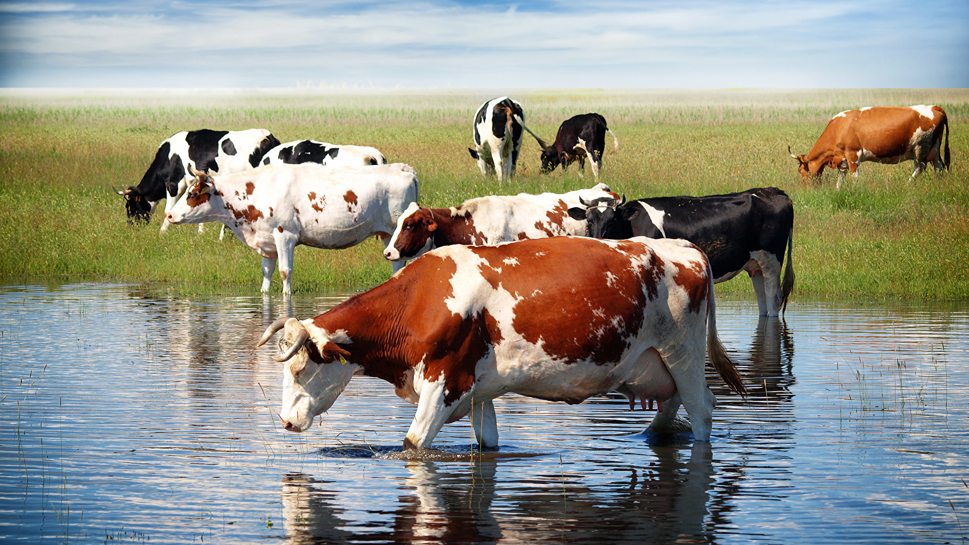 Desktop Wallpaper cows Water Grass animal 1920x1080