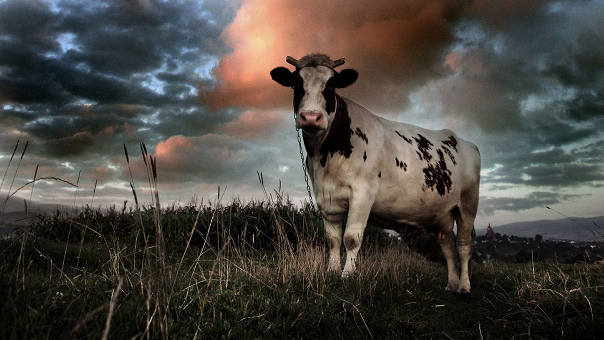 Cow Wallpaper HD 42647