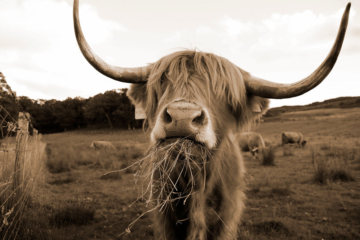 Highland cow sepia photo canvas, Highland cow canvas sepia, Wildlife c