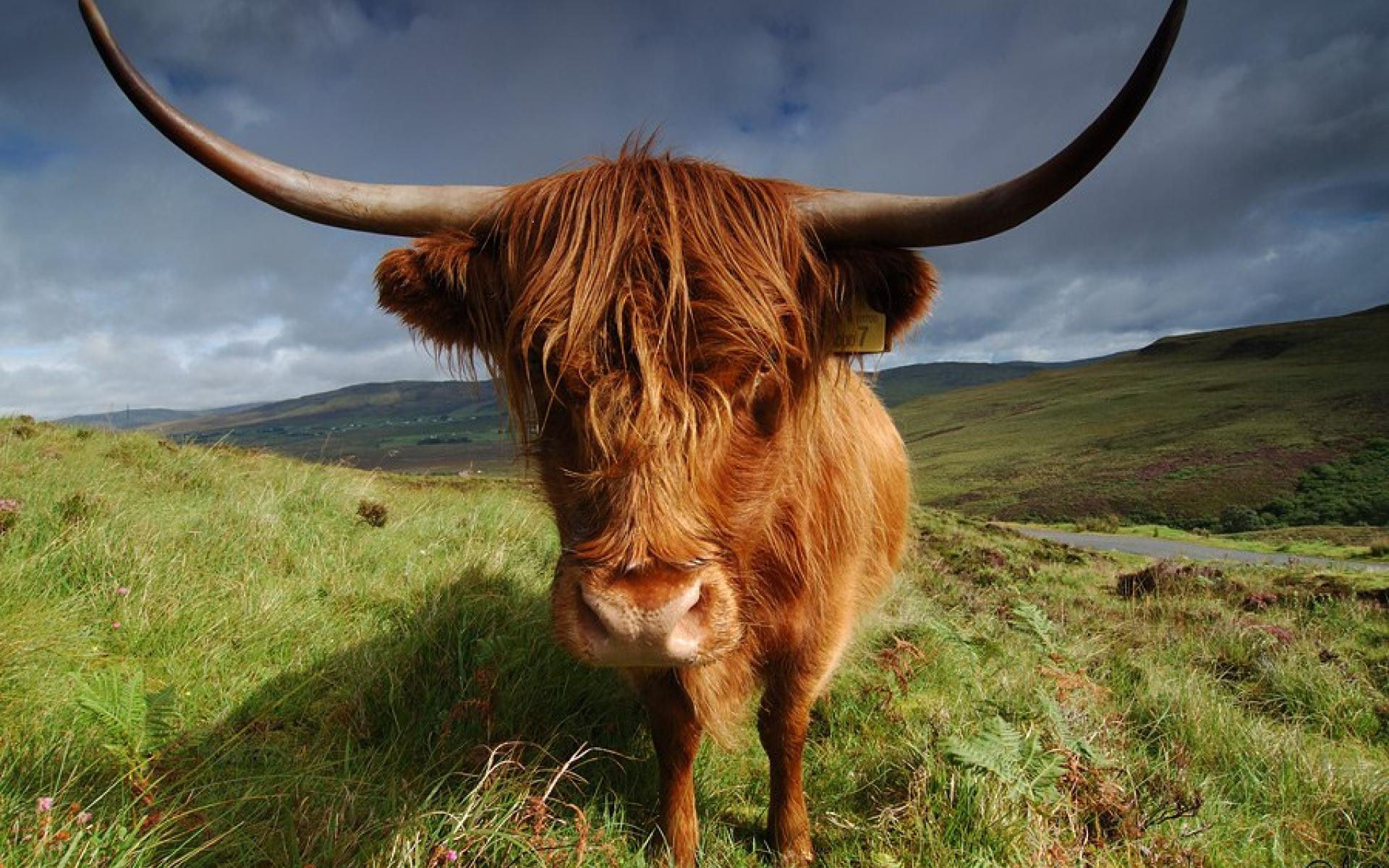 Cattle Wallpaper Wallpaper & Background Download