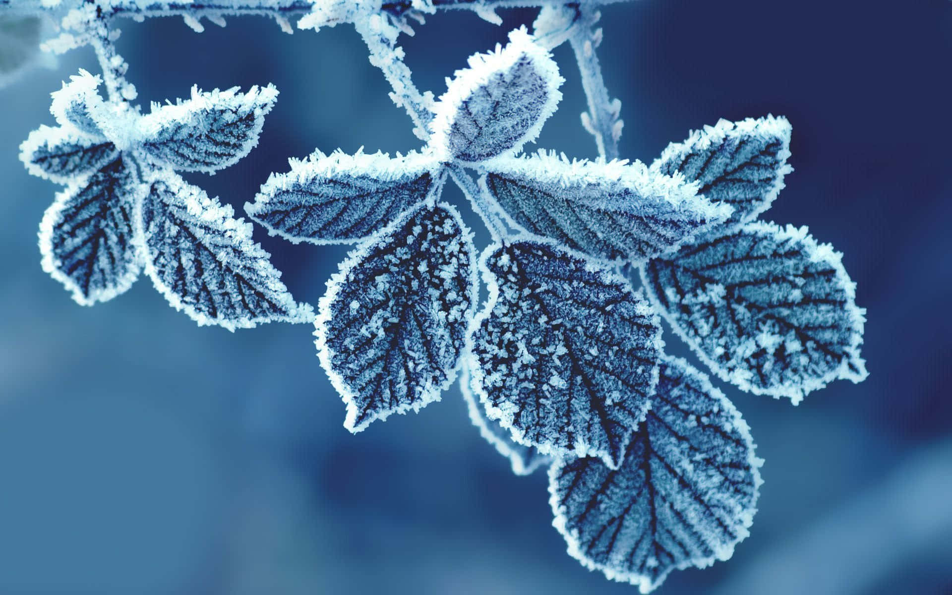 Download Feeling the chill of Winter