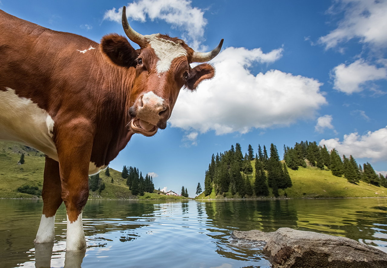 Wallpaper Cow Switzerland Nature Sky Lake Water Clouds Animals