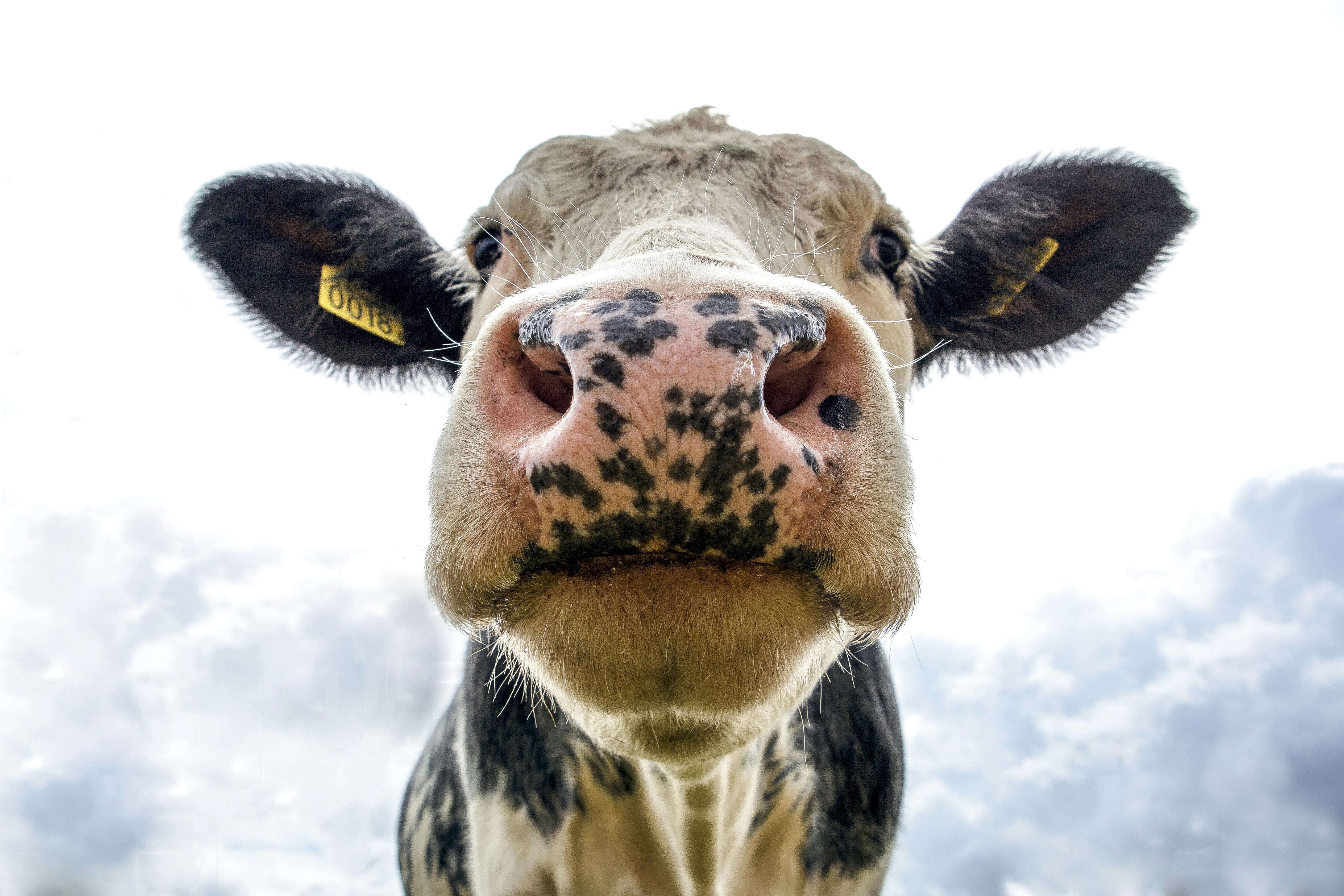 1,Best Cow Image · 100% Free Downloads