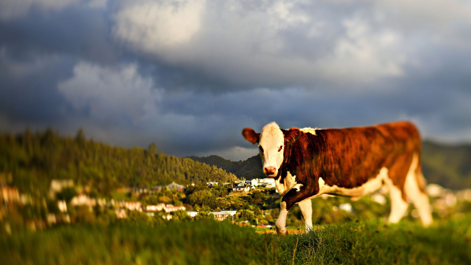 Download wallpaper 1920x1080 cow, grass, sky, walk full hd, hdtv, fhd, 1080p HD background