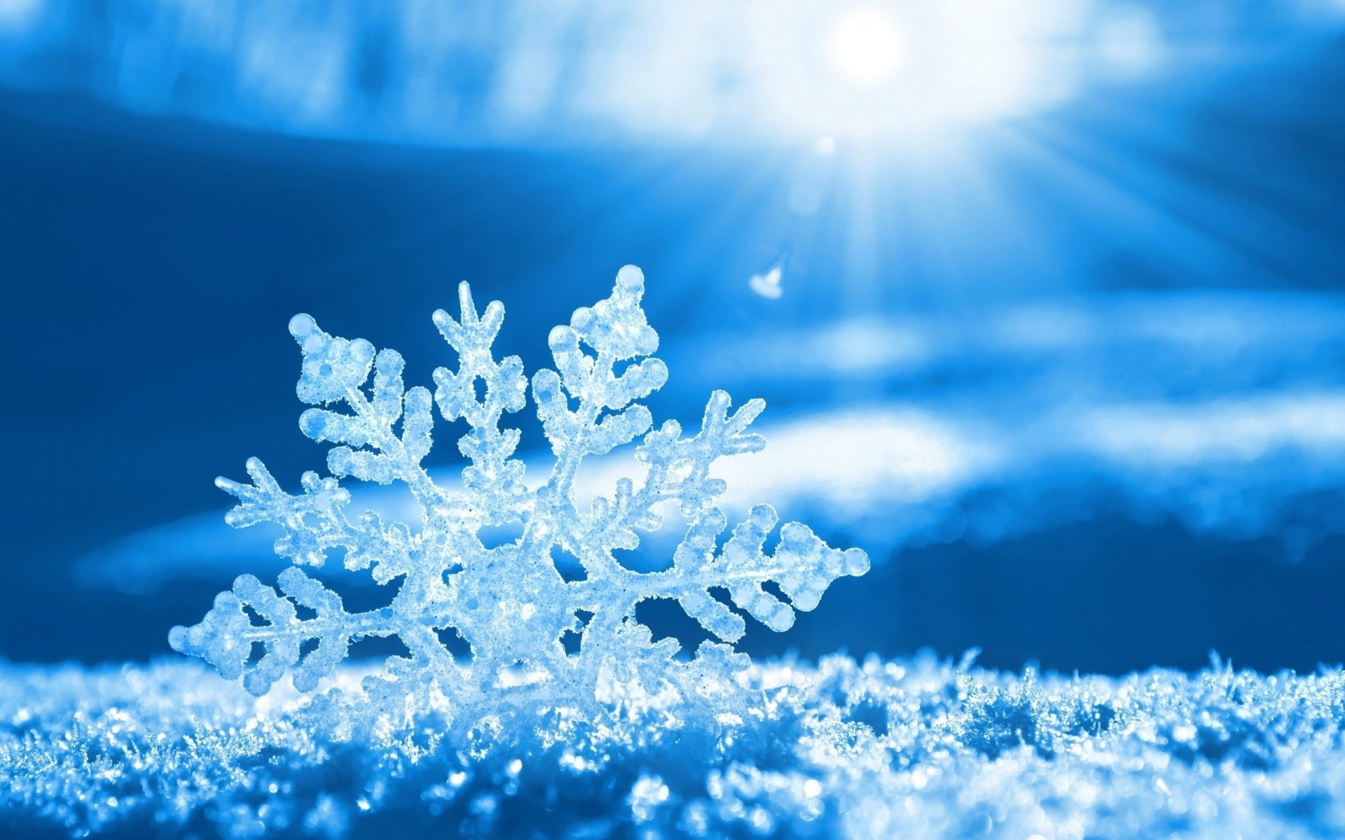 A cold snowflake in the winter frost on Christmas
