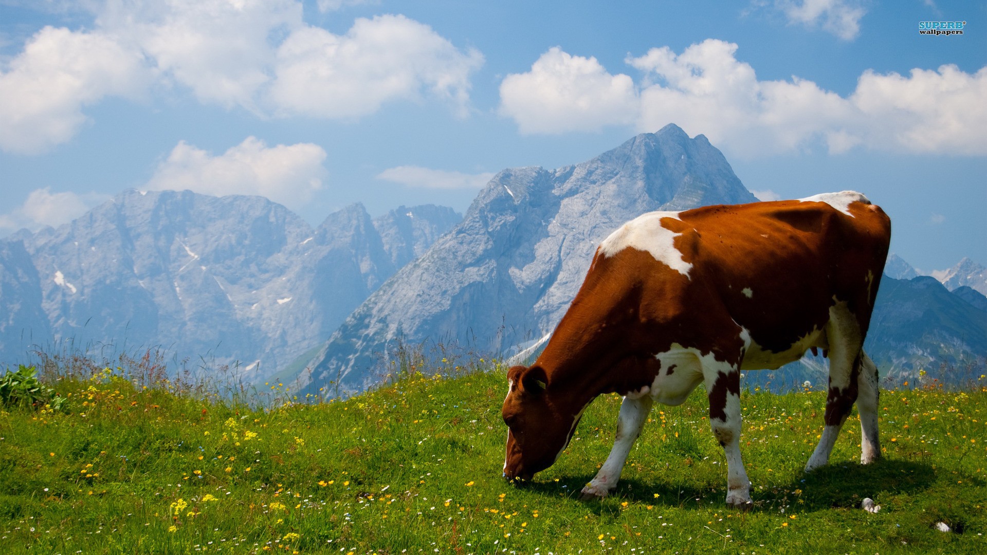 The cow in the Alpine field Desktop wallpaper 1280x800