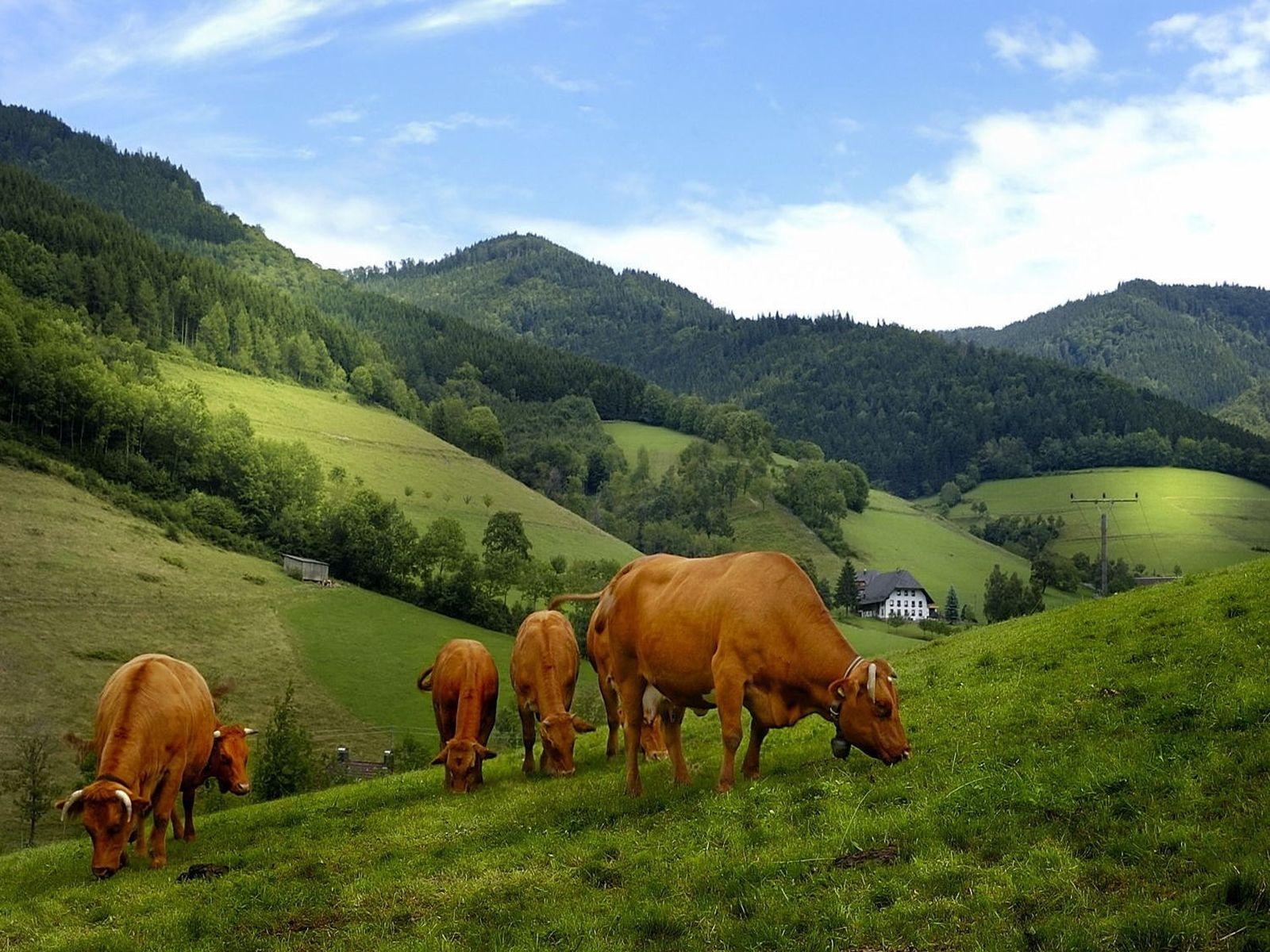 Desktop Wallpaper cows Animals