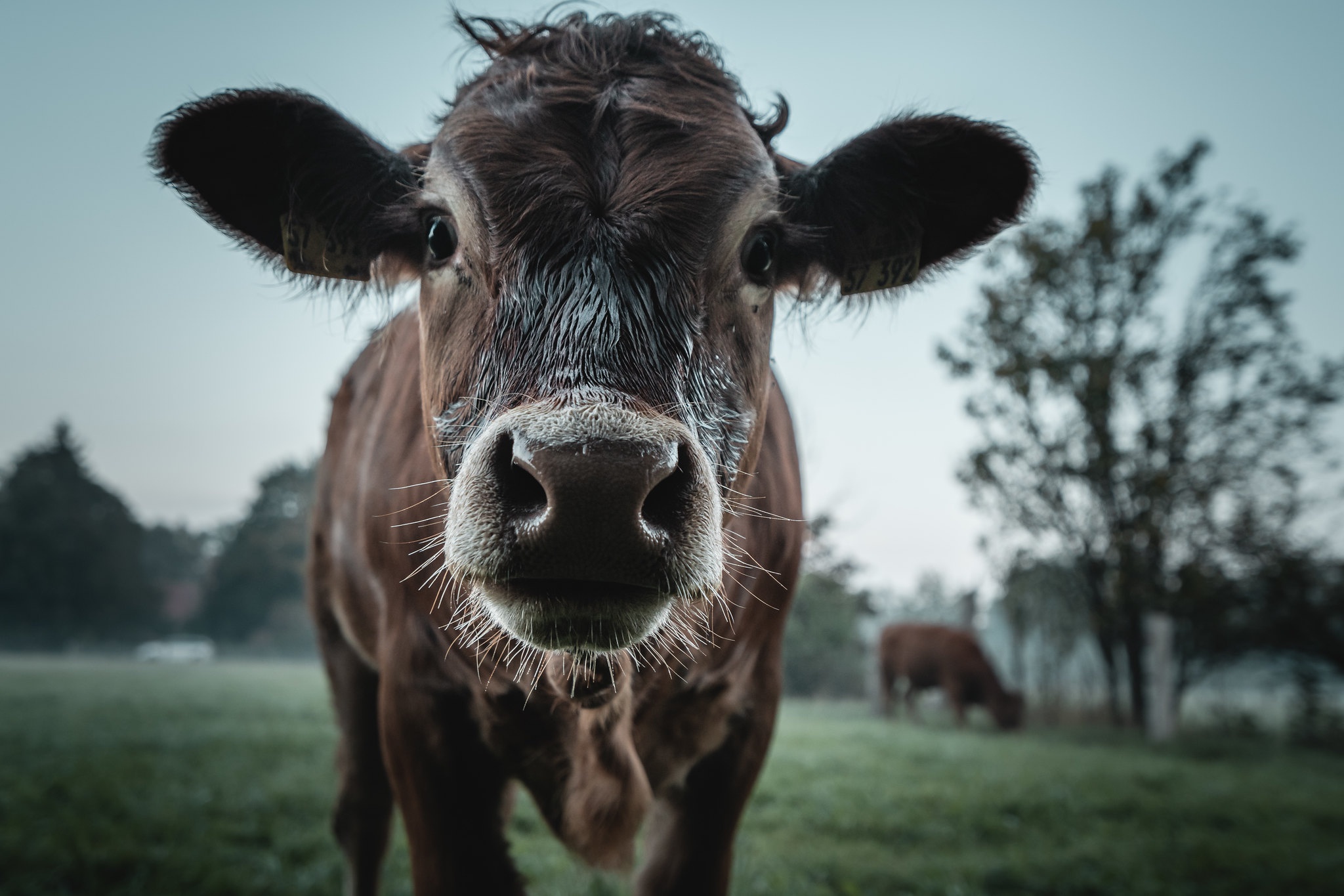 Wallpaper nature, cow, cattle for mobile and desktop, section животные, resolution 2048x1365