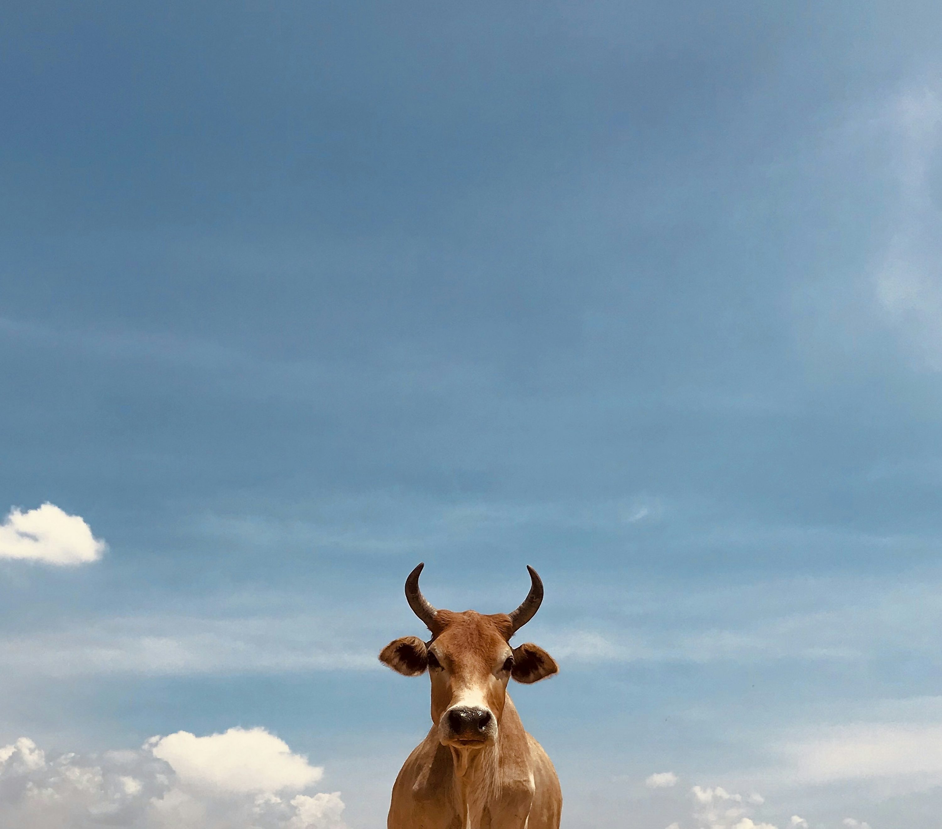 Indian Cow Picture. Download Free Image