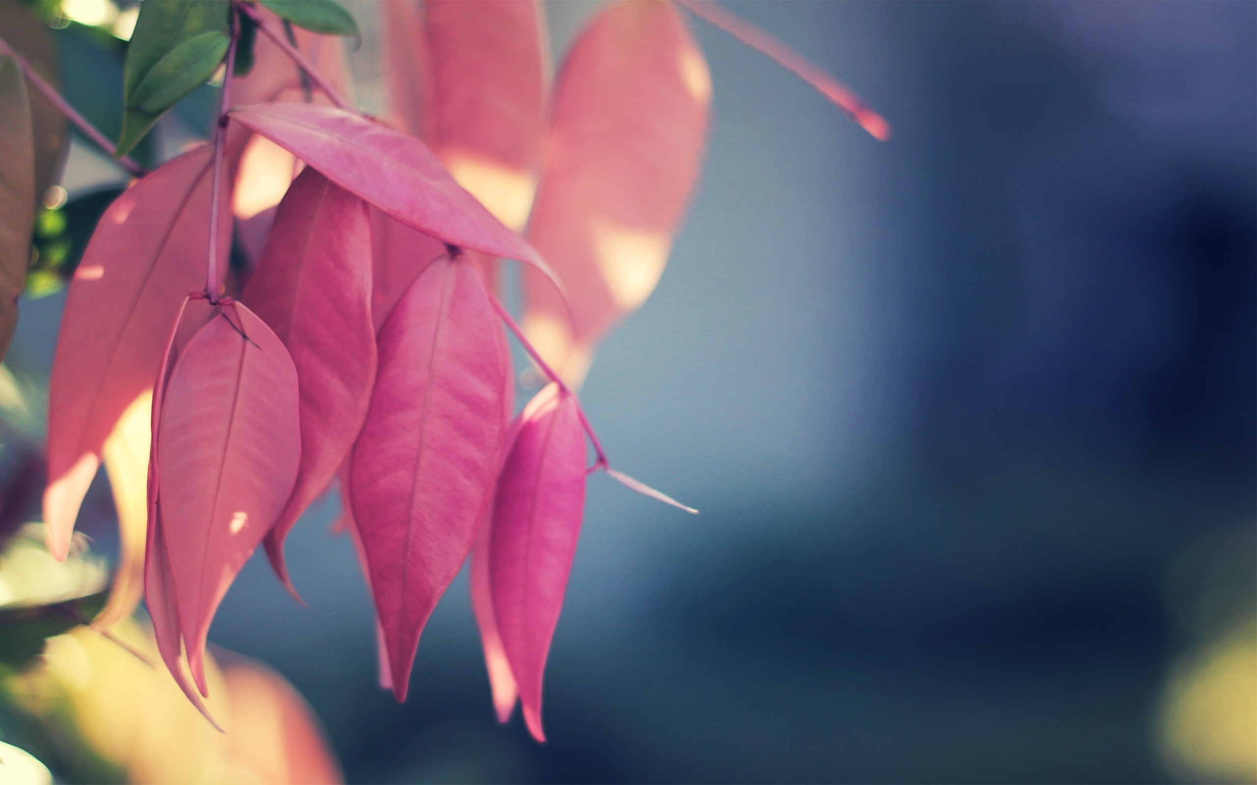Wallpaper Green and Red Leaves in Close up Photography, Background Free Image