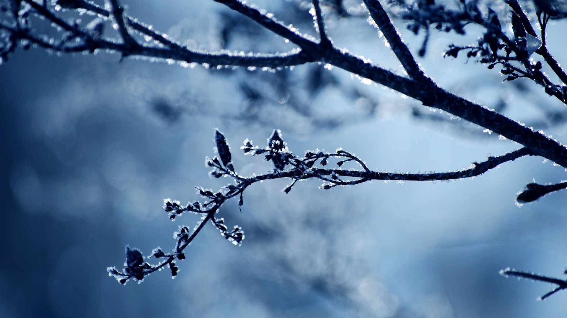 Cold Day Winter