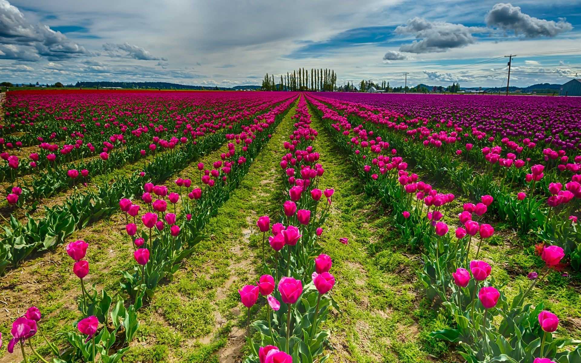 Download Pink Flower Field Nature Tulip HD Wallpaper