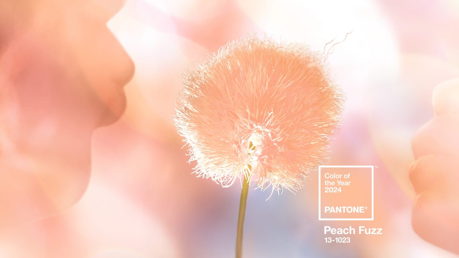 Peach Fuzz: Symbolizing Serenity and Warmth in Pantone's 2024 Color of the Year