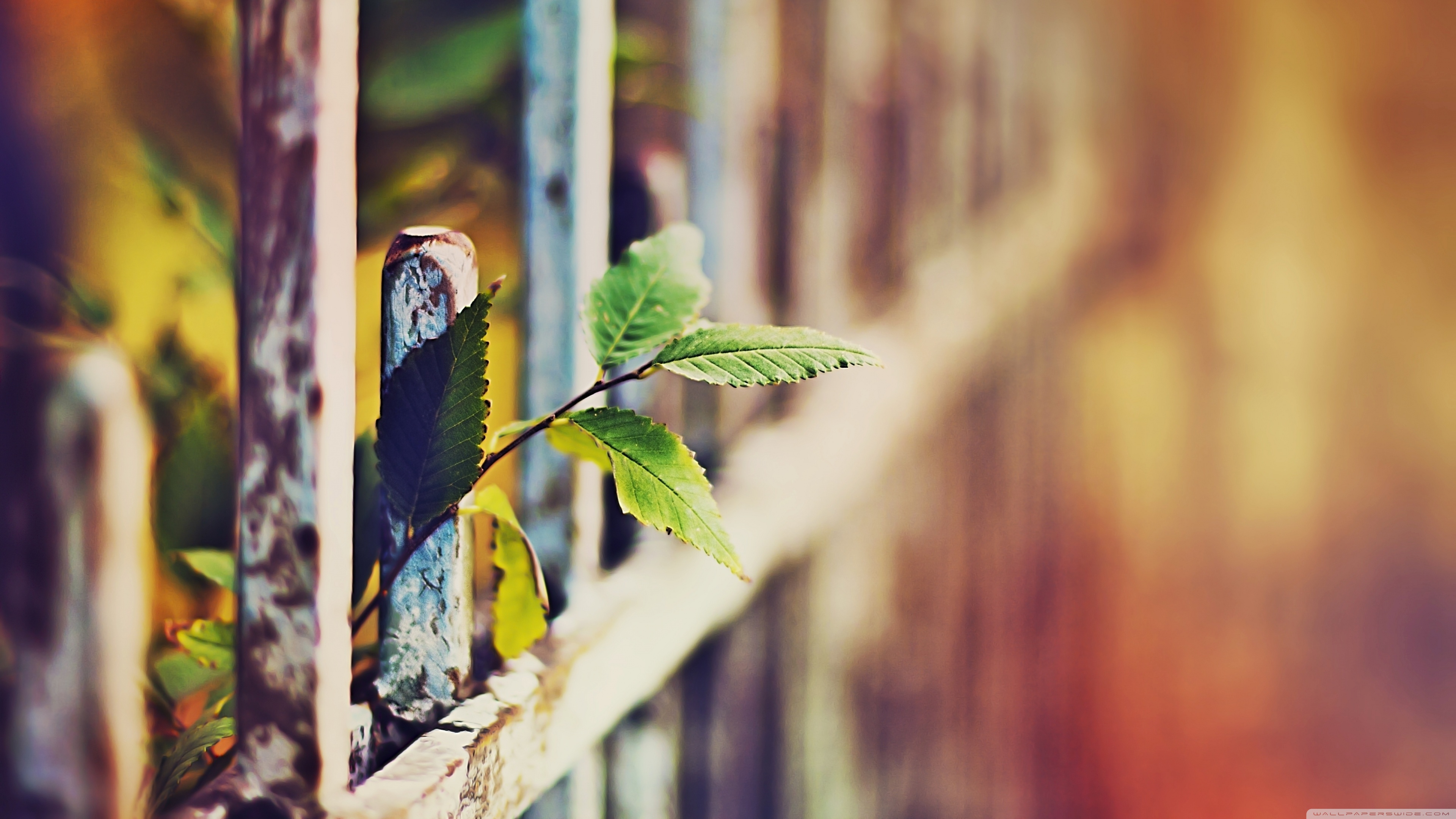 Out Of Border 4K UHD Wallpaper for UltraHD Desktop and TV, Dual Monitor, Smartphone and Tablet Devices