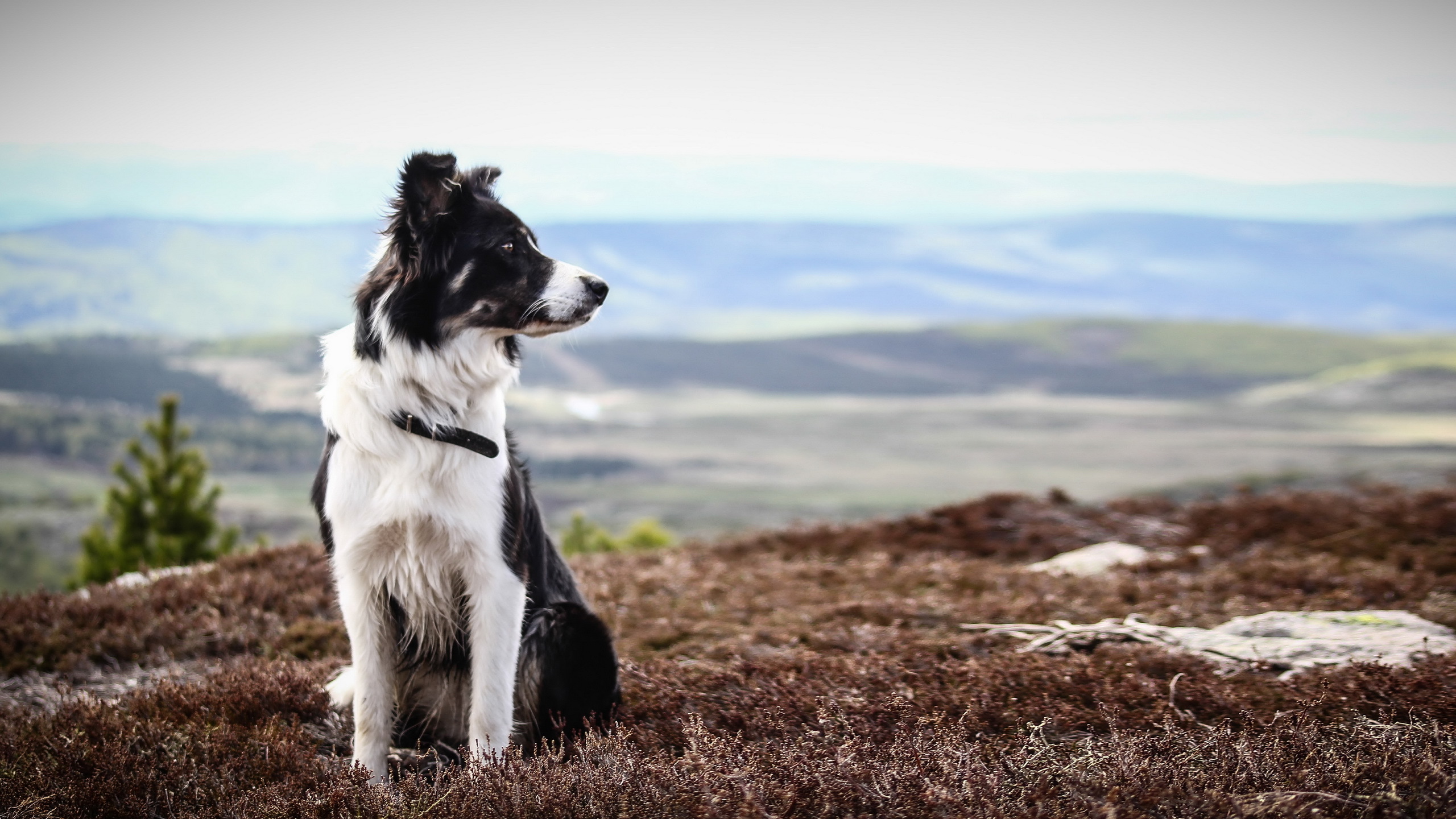 Majestic Border Collie in Stunning HD Nature Wallpaper
