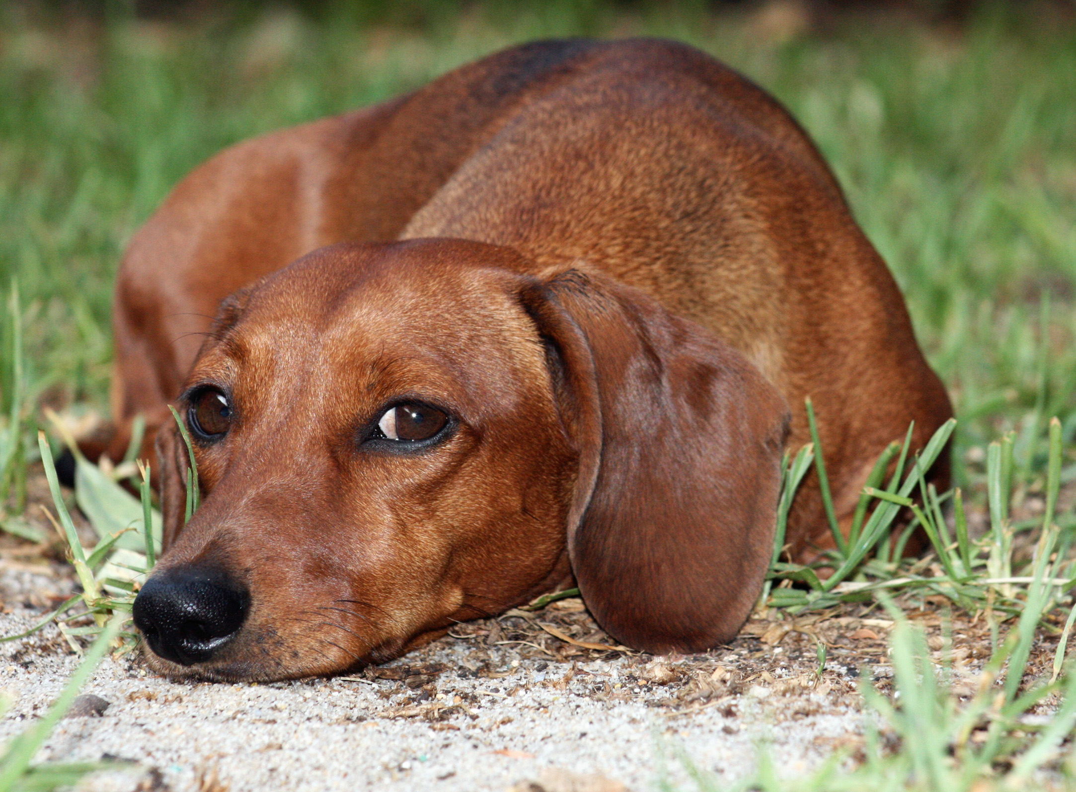 Wistful Dachshund dog photo