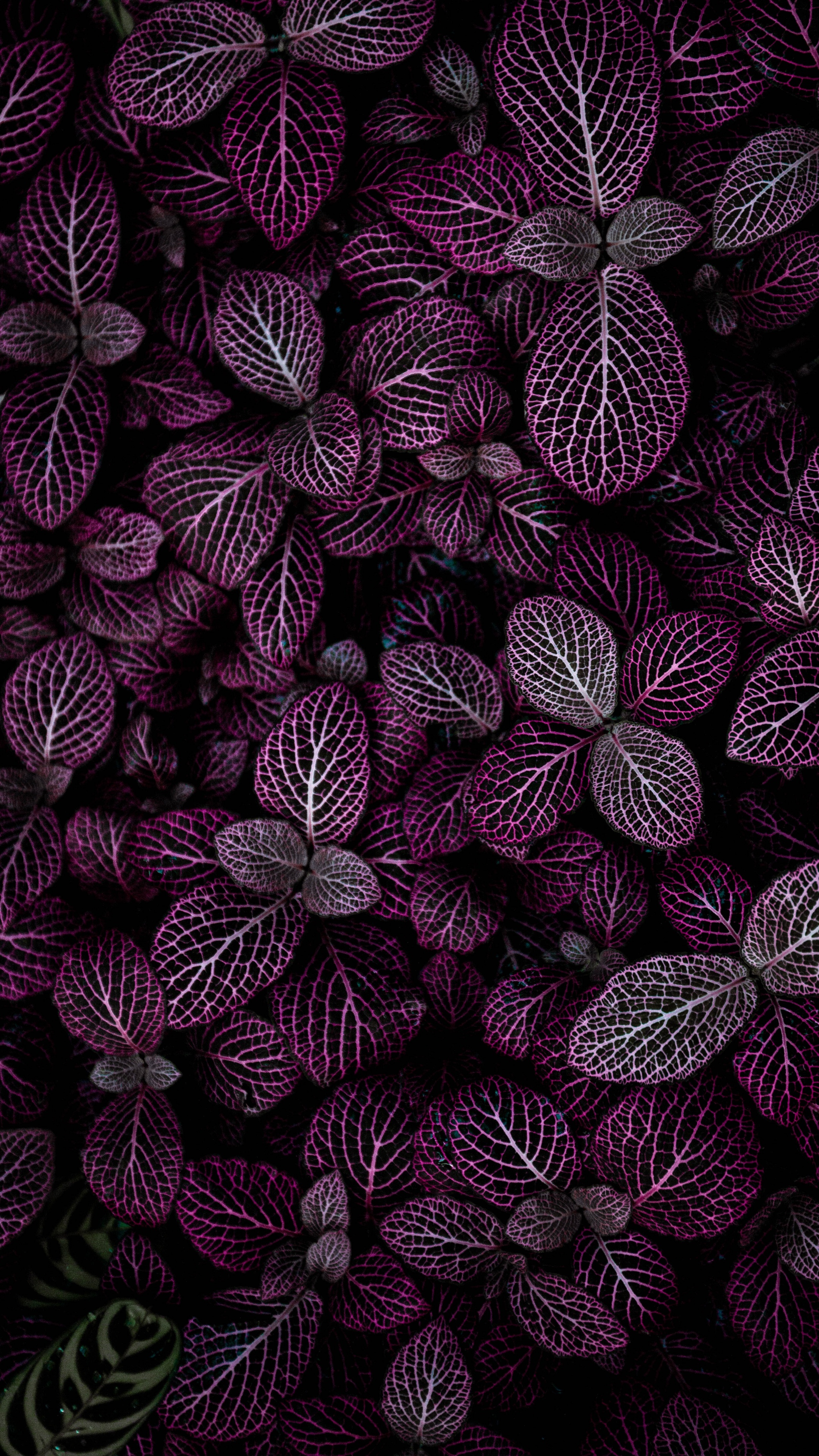Purple leaves Wallpaper 4K, Plant, Floral, Pattern