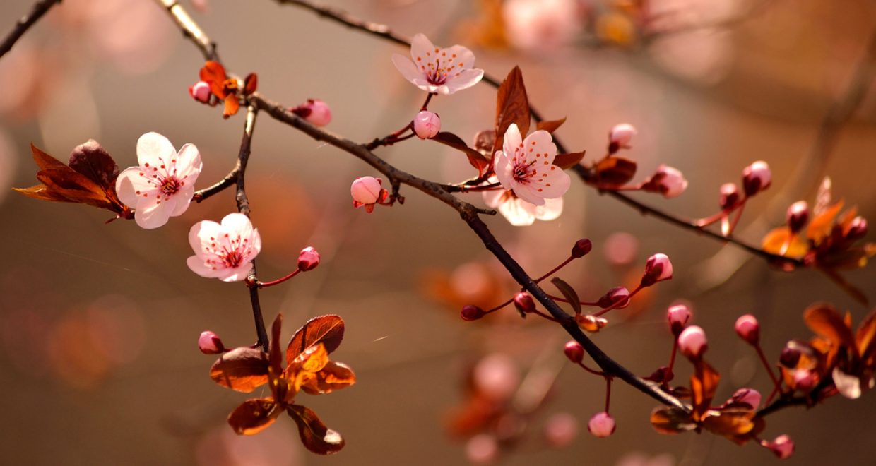 Western Art Music in Japan: A Success Story? « Humanities# « Cambridge Core Blog