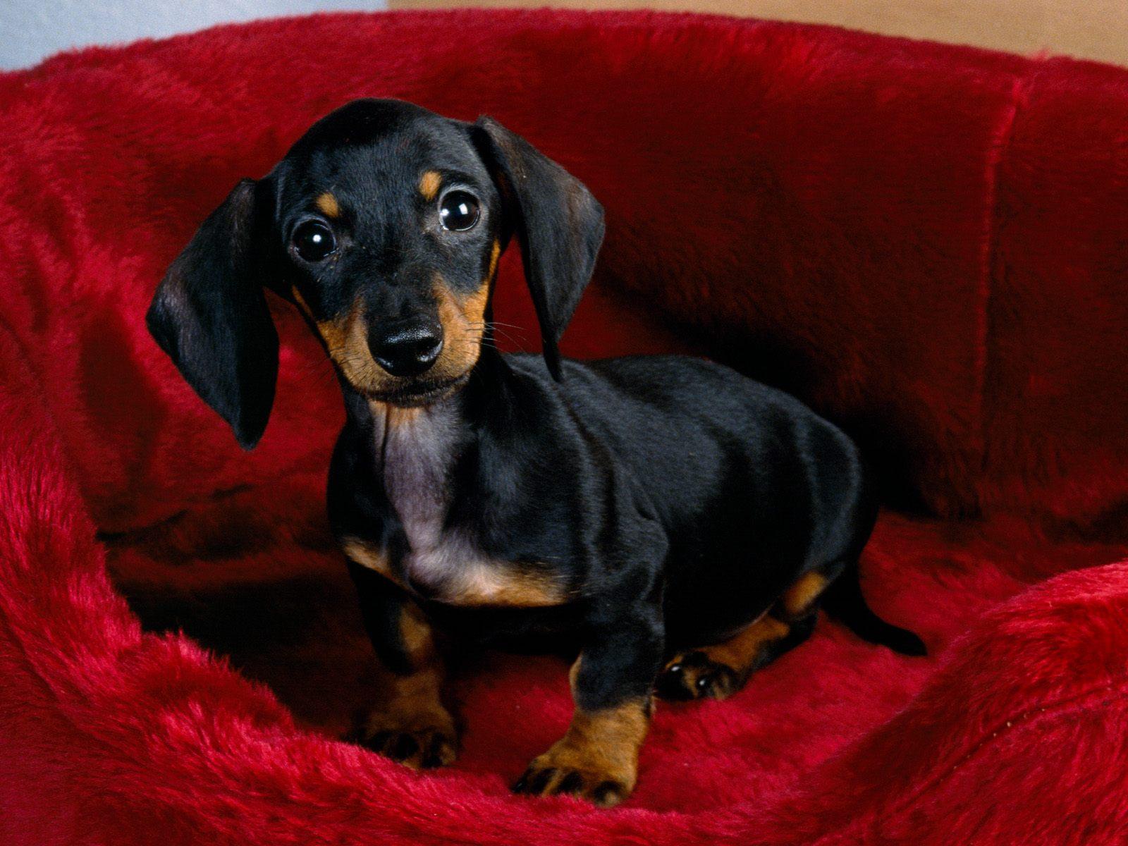 Dachshund dog in a red basket photo and wallpaper. Beautiful