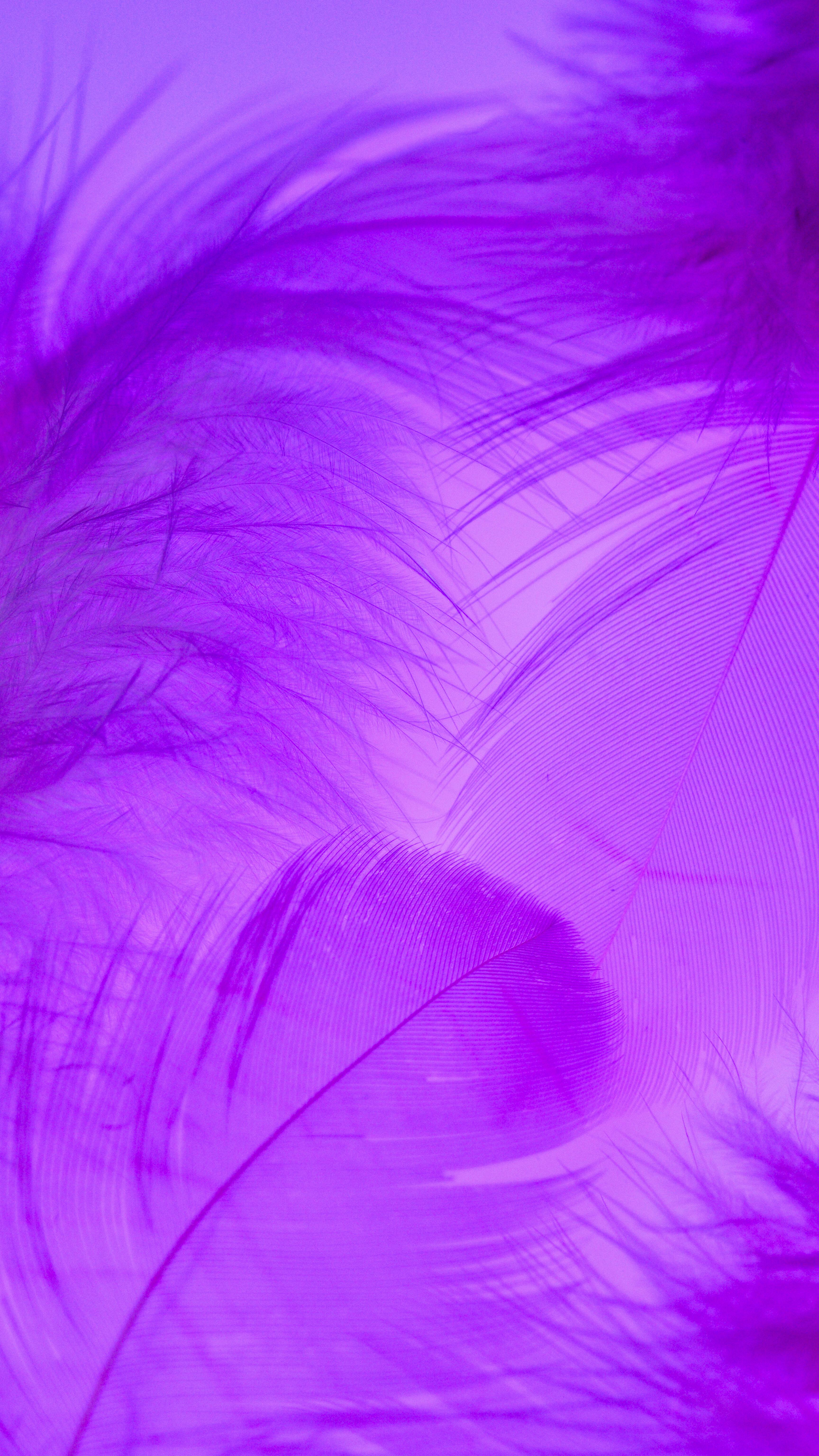 Purple Wallpaper Photo, Download The BEST Free Purple Wallpaper & HD Image