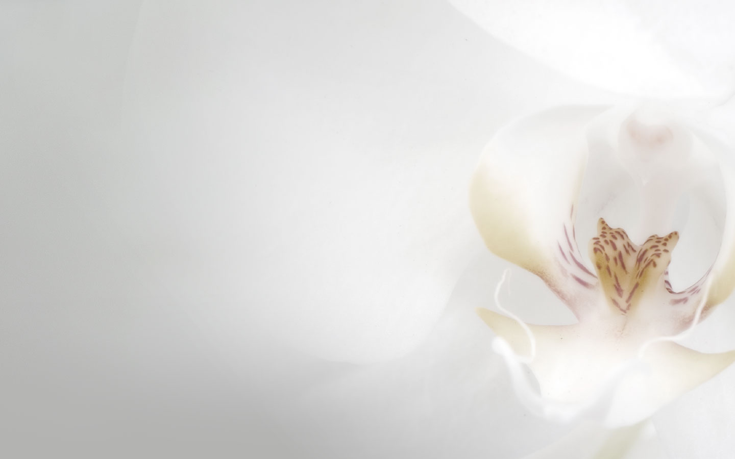 Wedding Love Background HD Wallpaper 113758