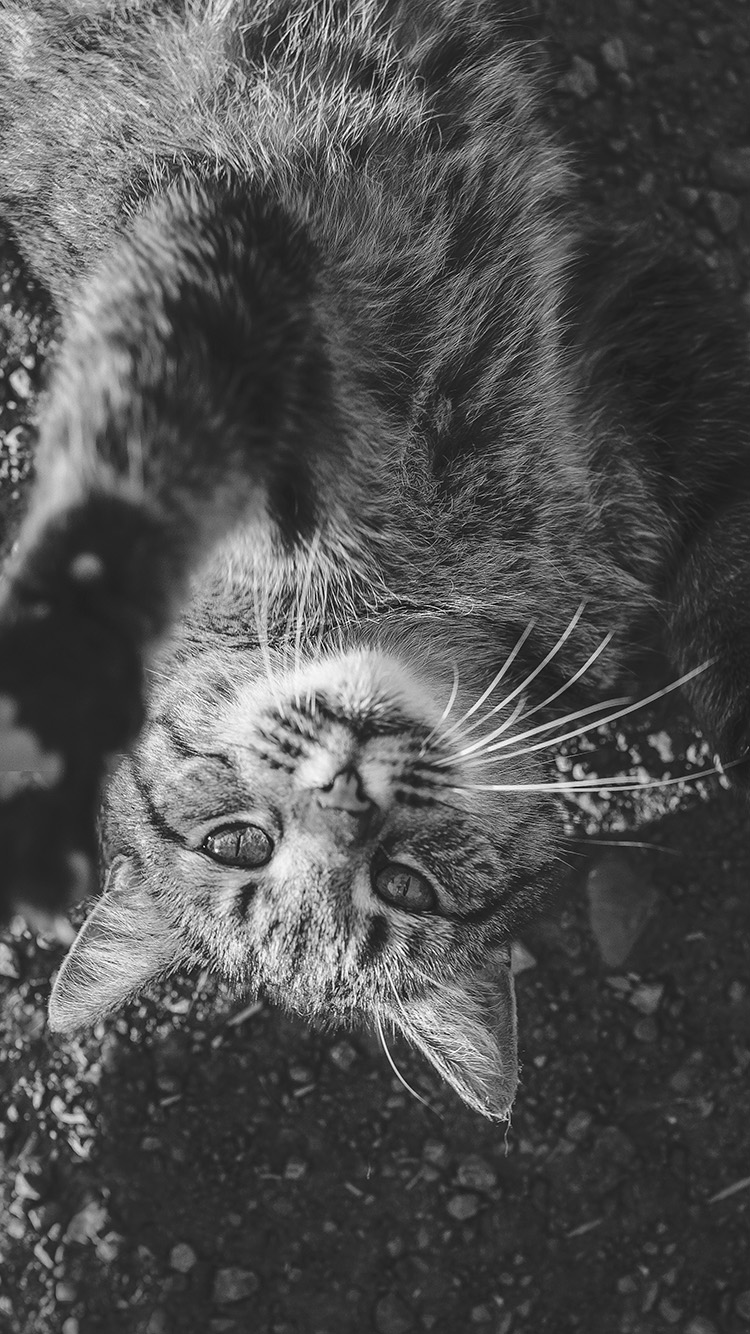 iPhone 6 Wallpaper cute dark lying animal nature