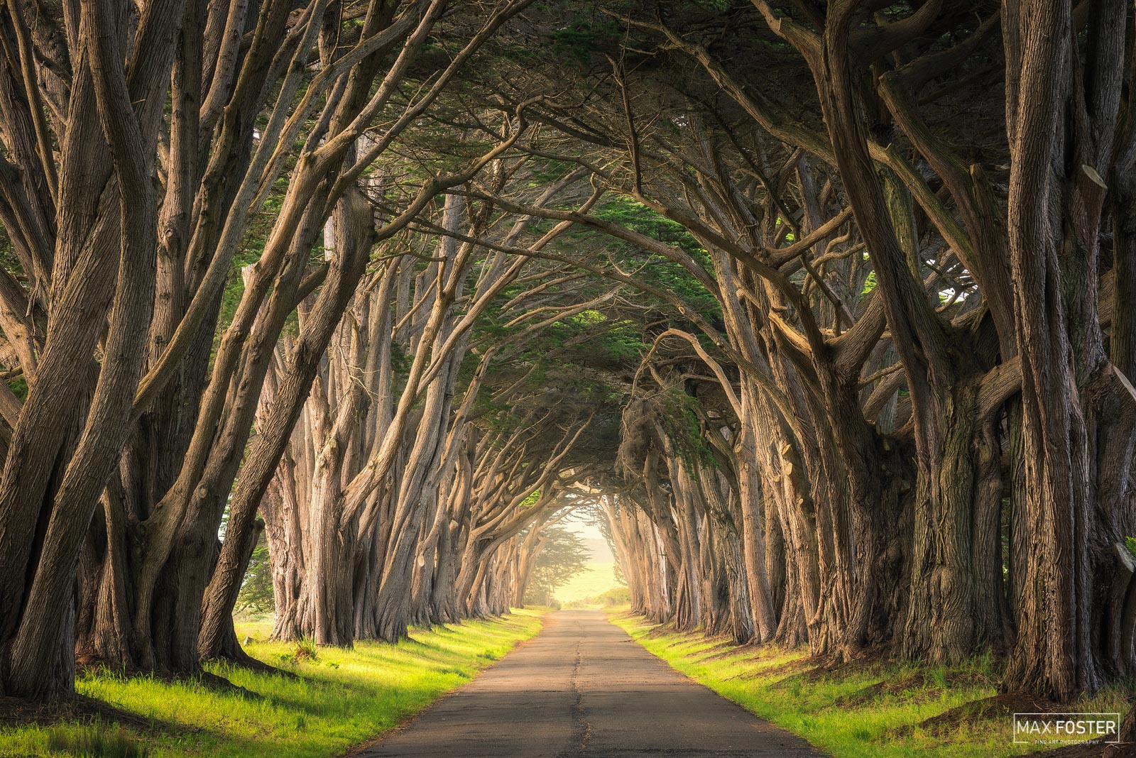 Breathtaking Tree Tunnels Around the World. Max Foster Photography