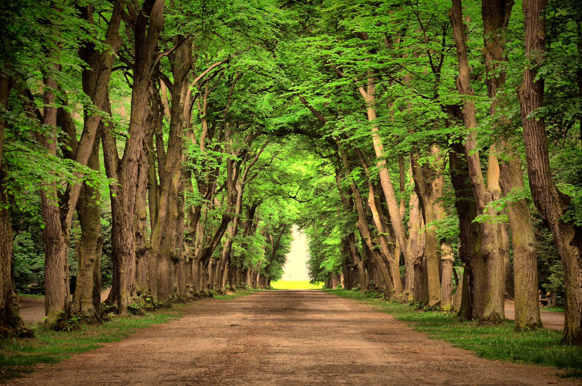 Download A Tranquil Path Under a Natural Tree Tunnel Wallpaper