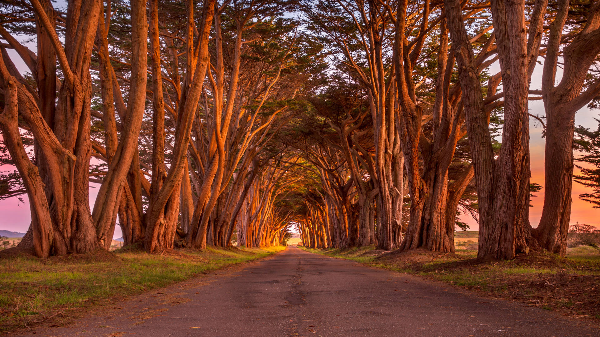 Download 2560x1440 Nature Cypress Tree Tunnel Wallpaper