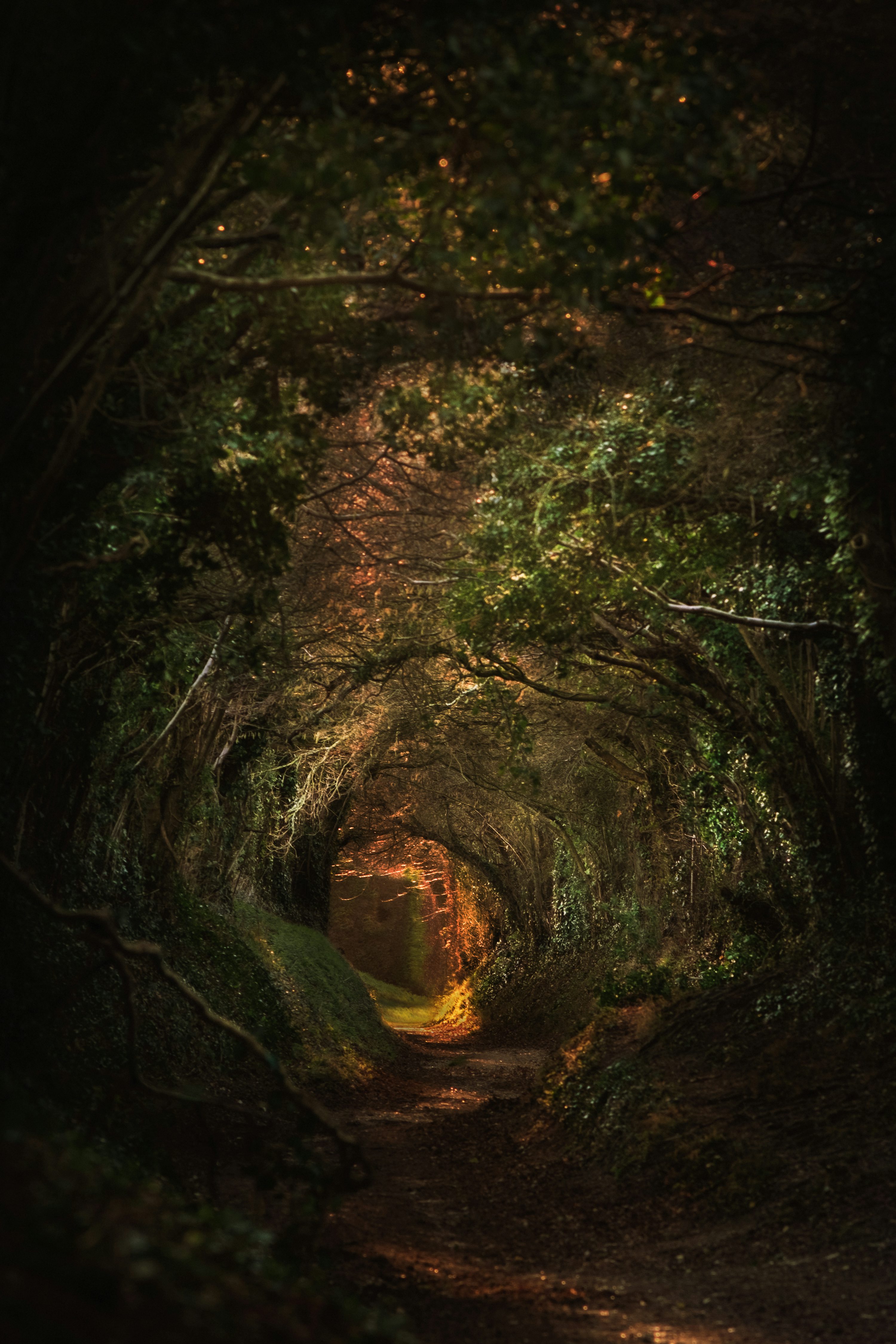 A tunnel of trees in the middle of a forest photo