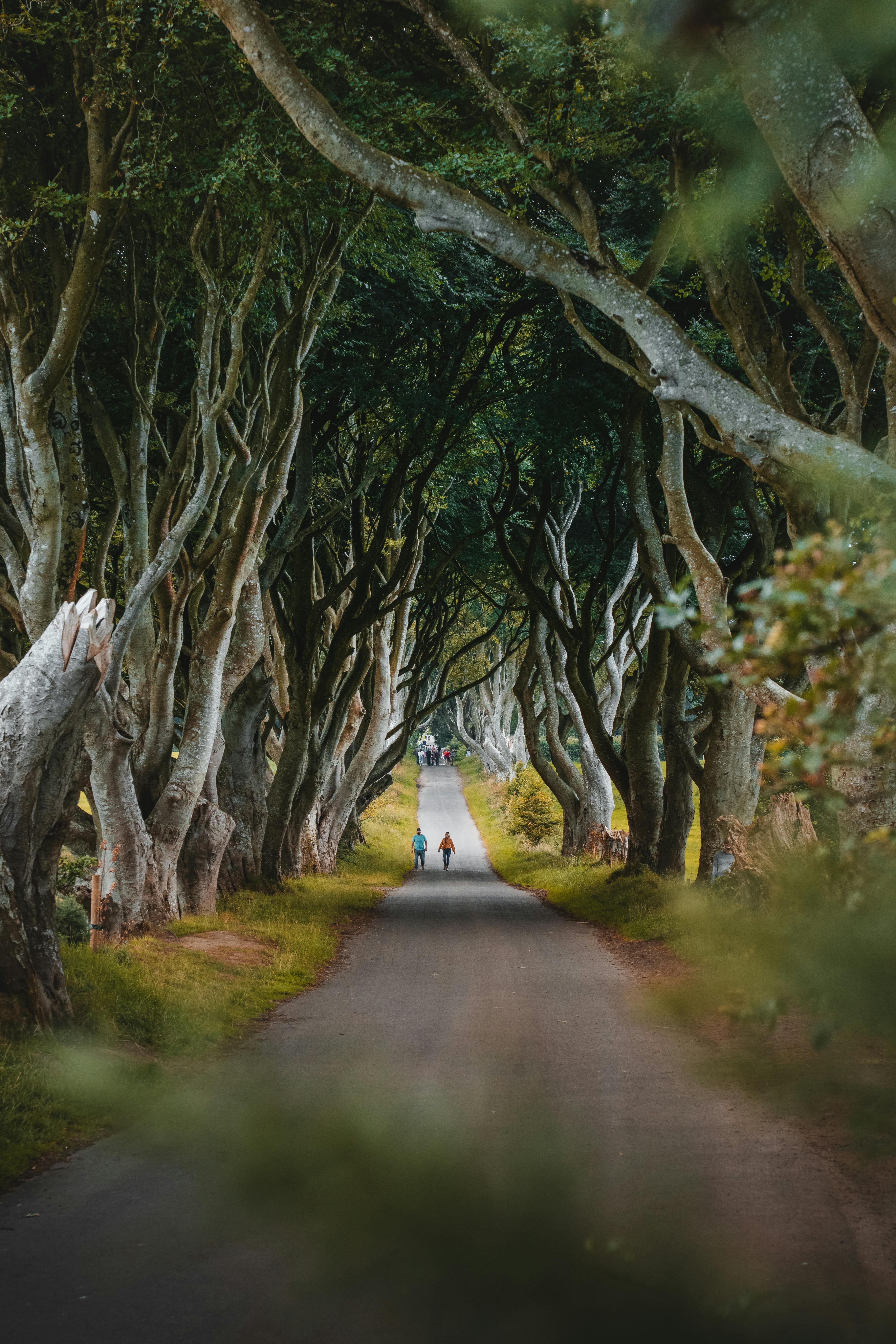 Enchanted Dark Hedges of Ballymoney, Northern Ireland · Free