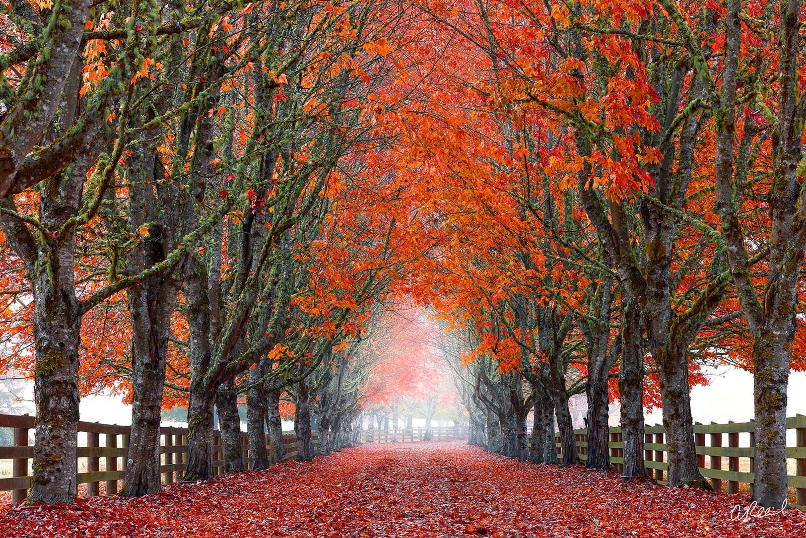 Tree Tunnel Fine Art Photography. Fine Art Prints By Aaron Reed