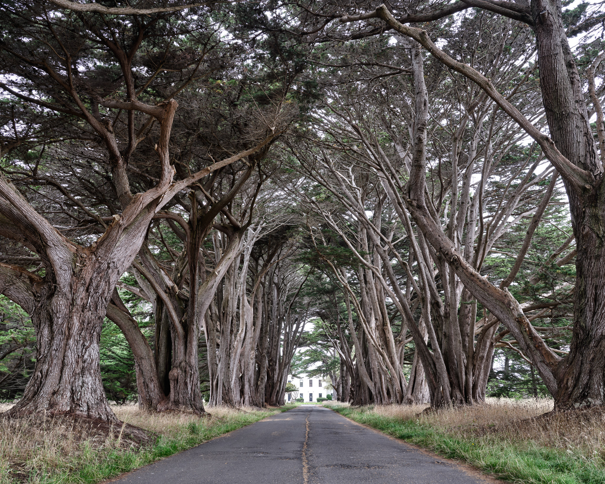 Picture of the Week: Cypress Tree Tunnel's Travel Blog