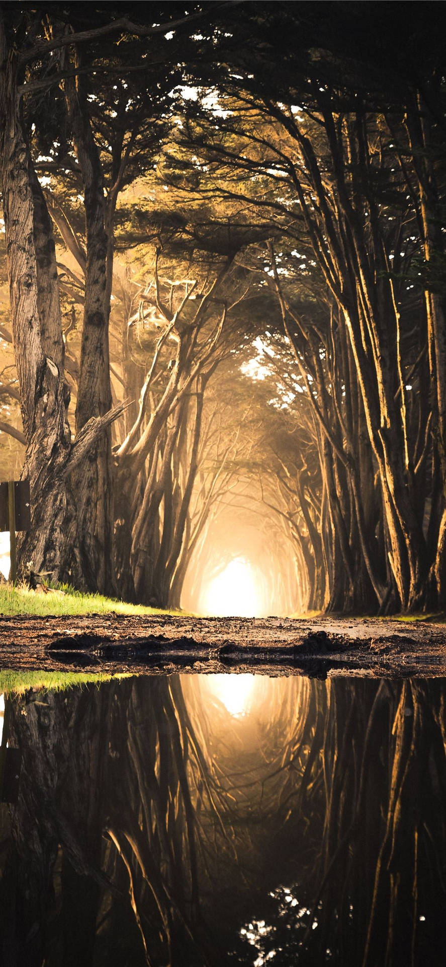 Download Tunnel Tree Of Enchanted Forest iPhone Wallpaper