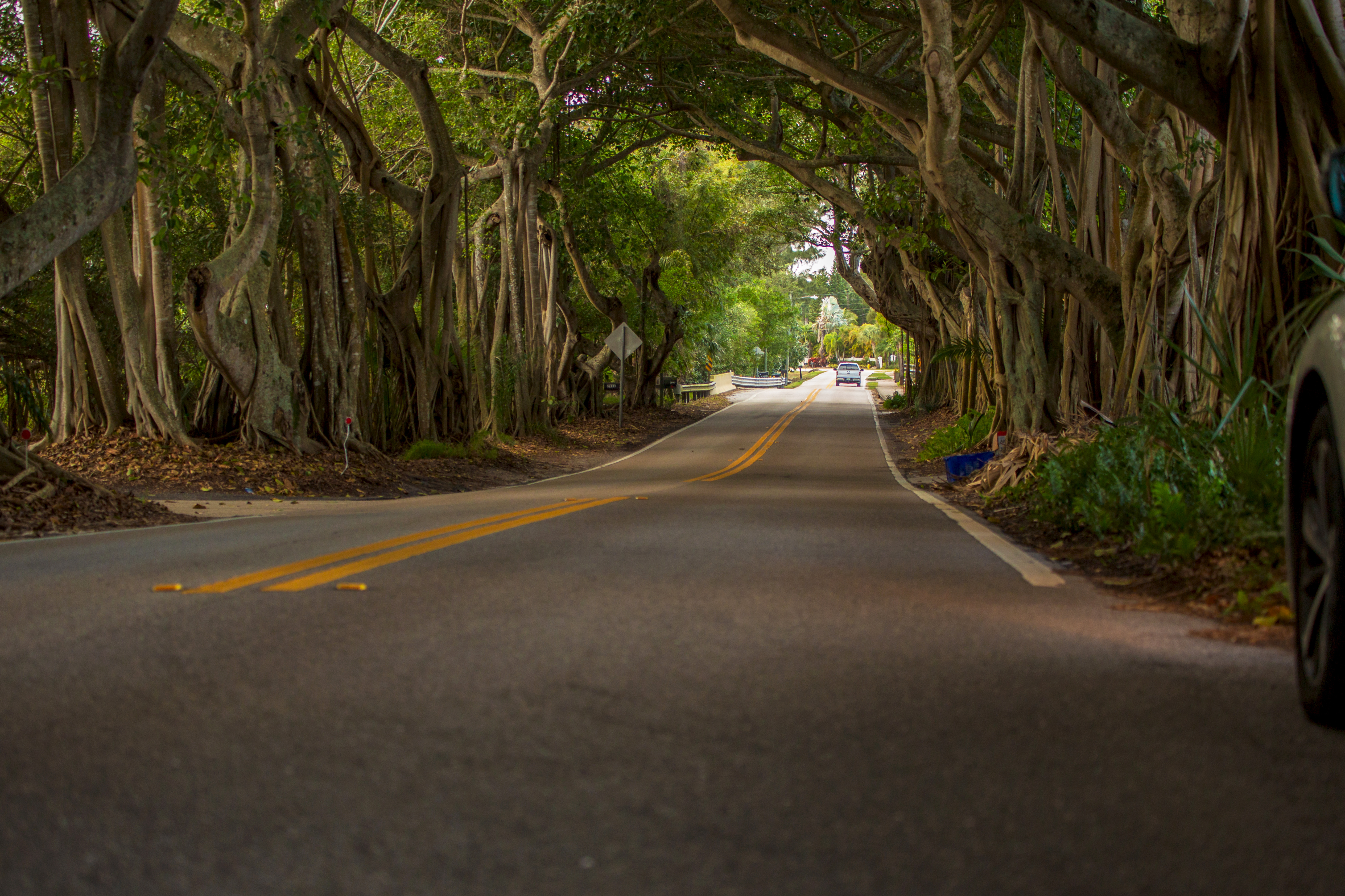 Banyan Tree Tunnel: Enchanted Roads of Stuart & Hobe Sound