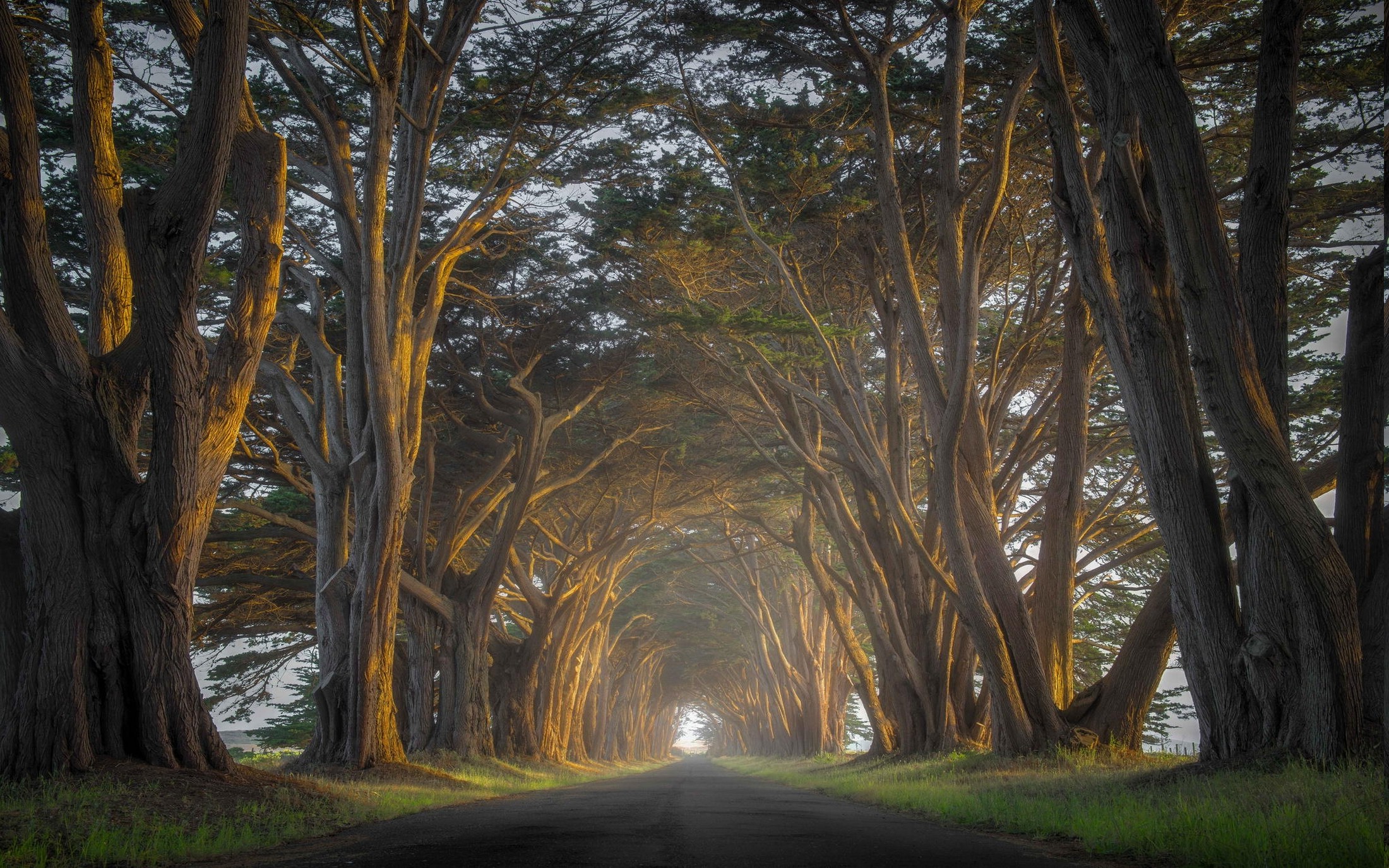 nature, Landscape, Cypress, Trees, Road, Mist, Sunrise, Tunnel, Grass Wallpaper HD / Desktop and Mobile Background