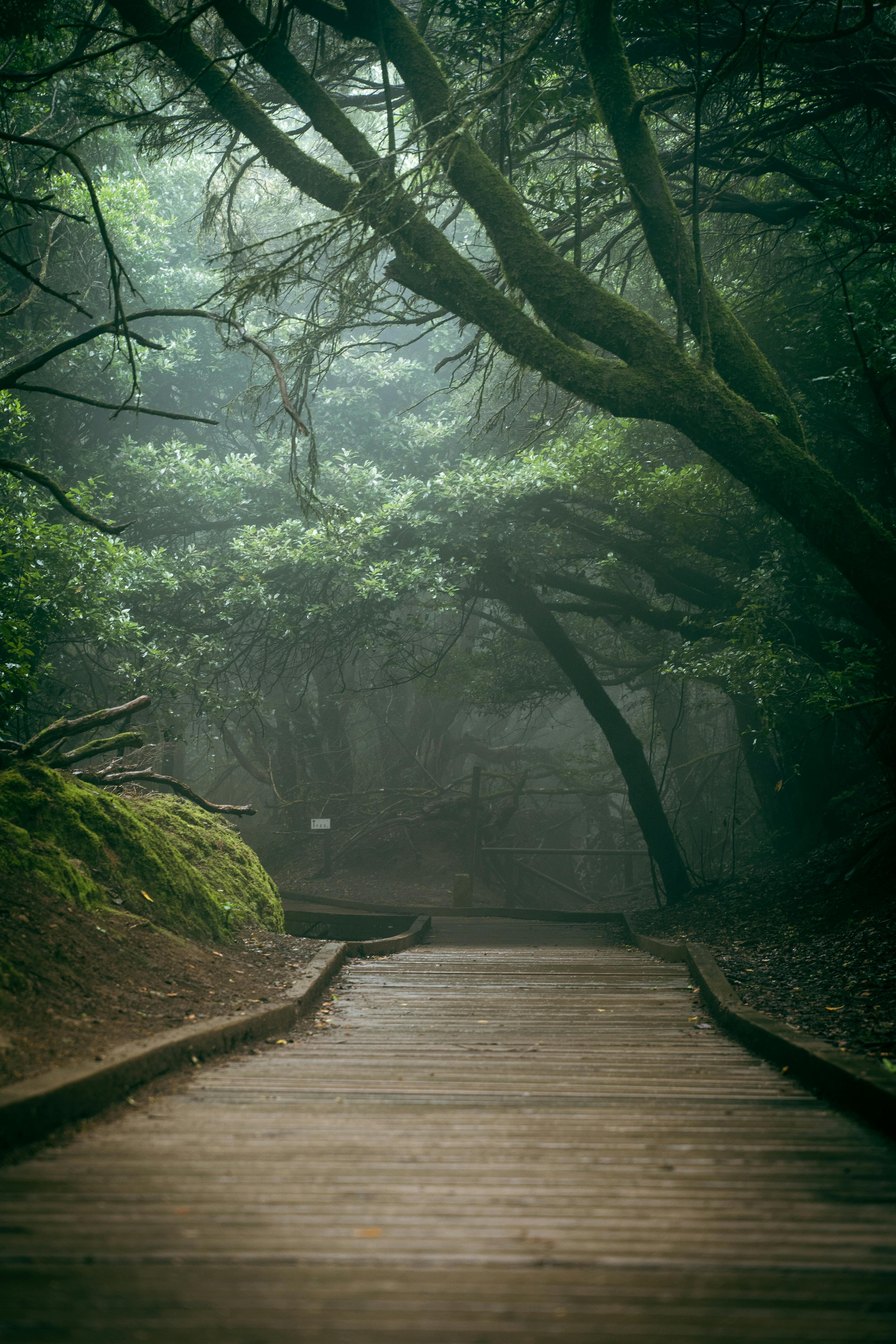 Tree Tunnel at Daytime · Free