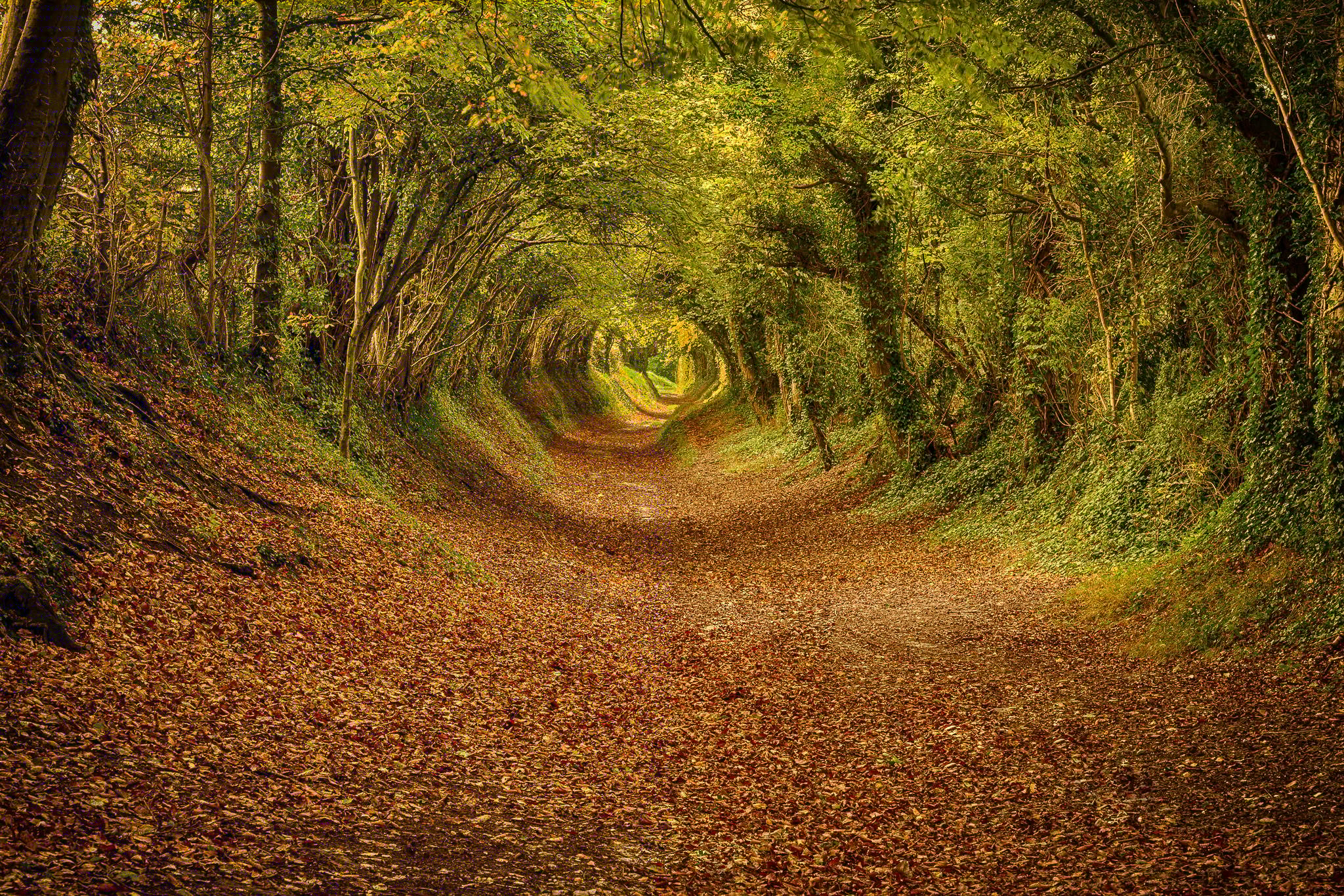 Halnaker Tunnel of Trees Photo Spots
