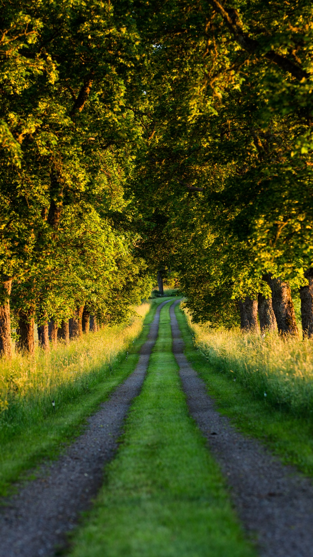 Beautiful Country Road, Tree Tunnel 4K UHD Wallpaper for UltraHD Desktop and TV, Widescreen and UltraWide Display, Smartphone and Tablet Devices