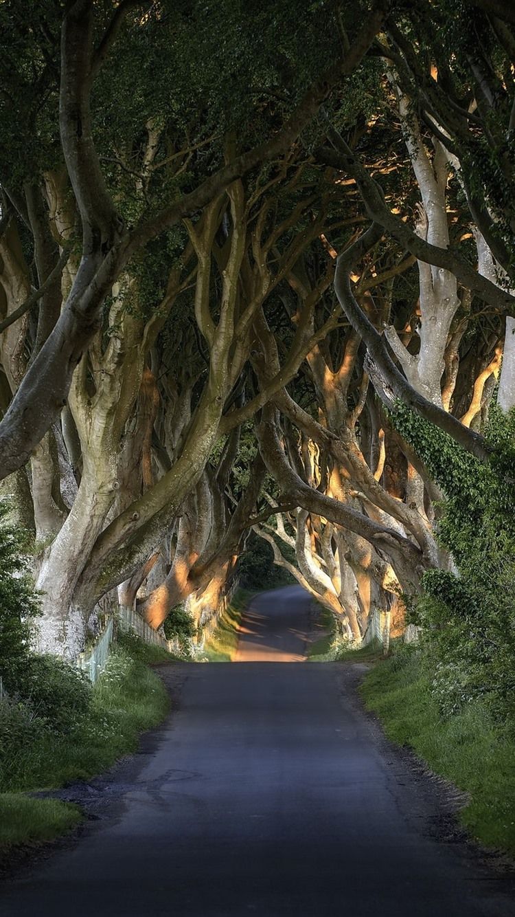 Oak Tree iPhone Wallpaper, HD Oak Tree iPhone Background on WallpaperBat