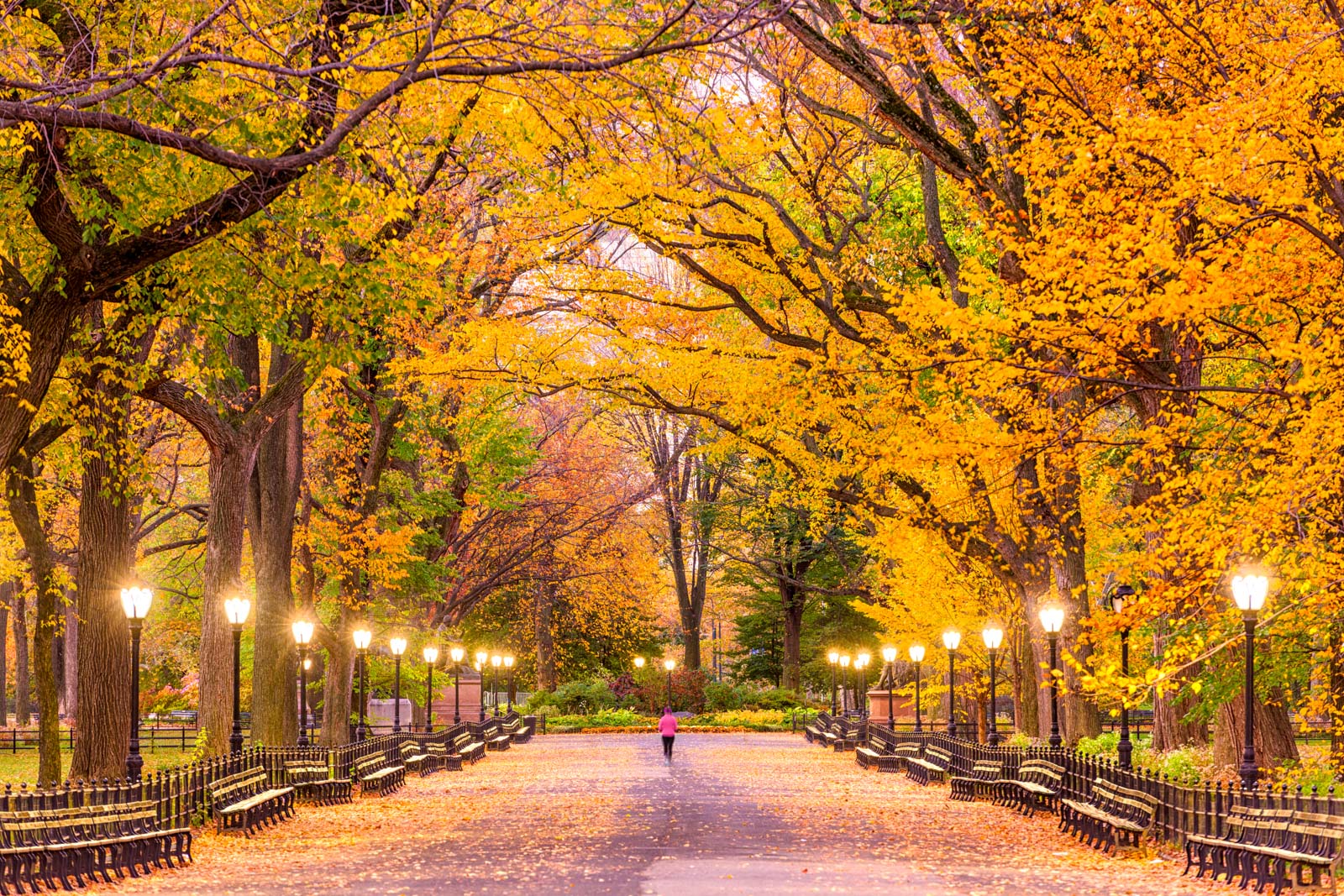Breathtaking Tree Tunnels Around the World. Max Foster Photography