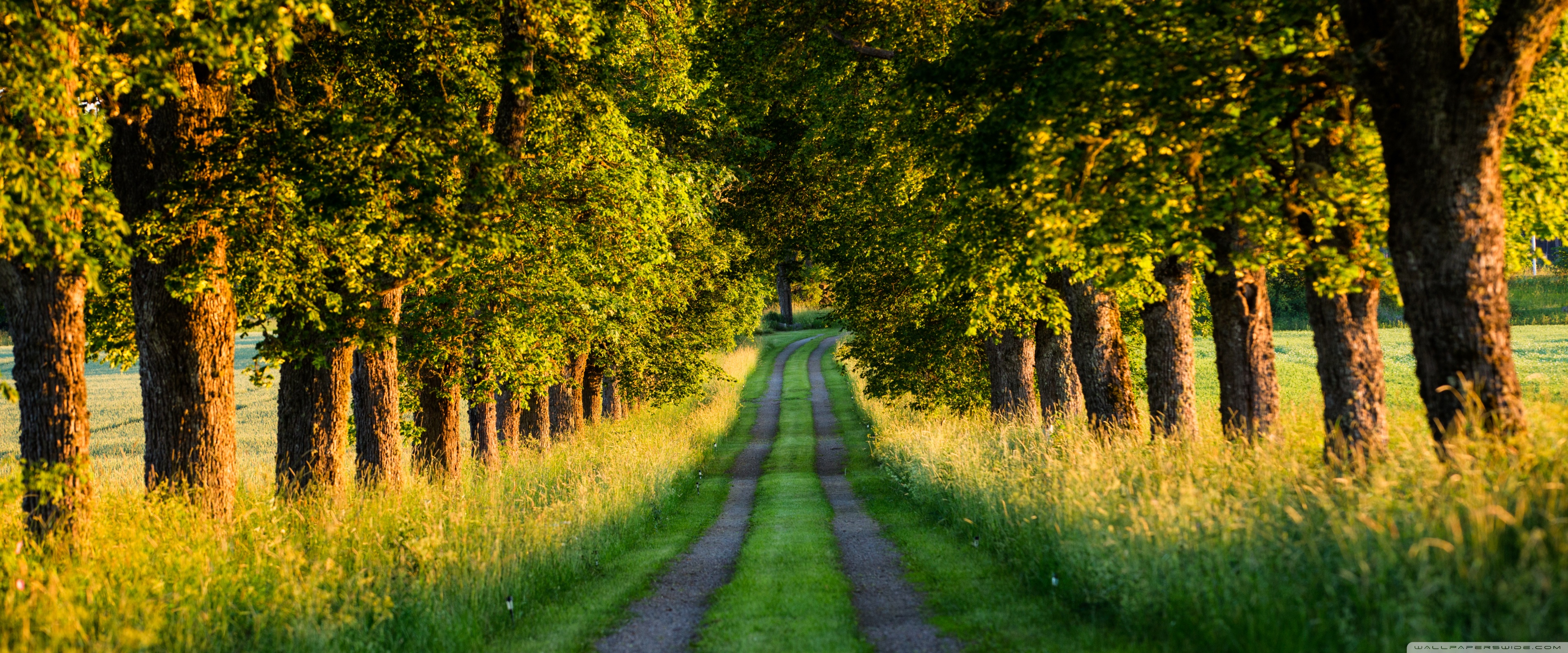 Beautiful Country Road, Tree Tunnel 4K UHD Wallpaper for UltraHD Desktop and TV, Widescreen and UltraWide Display, Smartphone and Tablet Devices