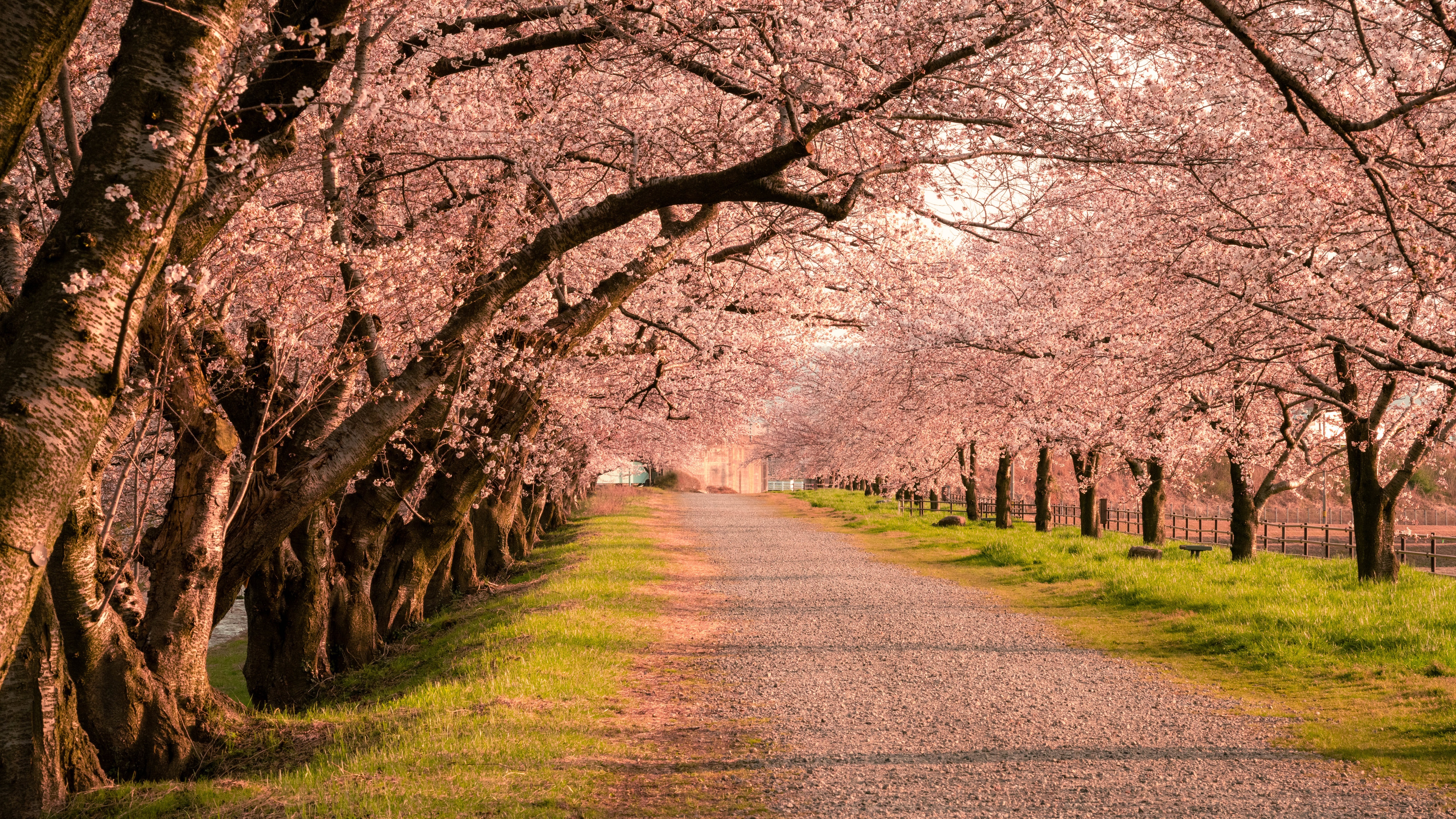 Wallpaper Japan, grass, road, trees, landscape, nature, cherry blossom, Toyama for mobile and desktop, section природа, resolution 5120x2880